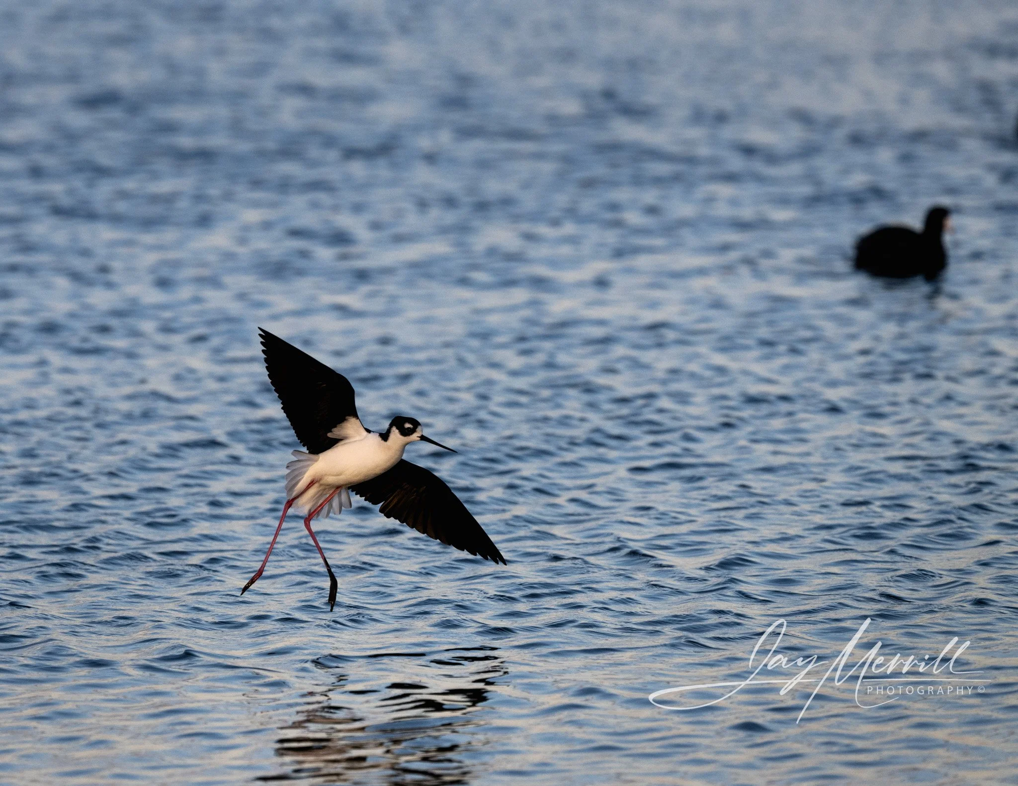 56 Black-Neck Stilt in Flight