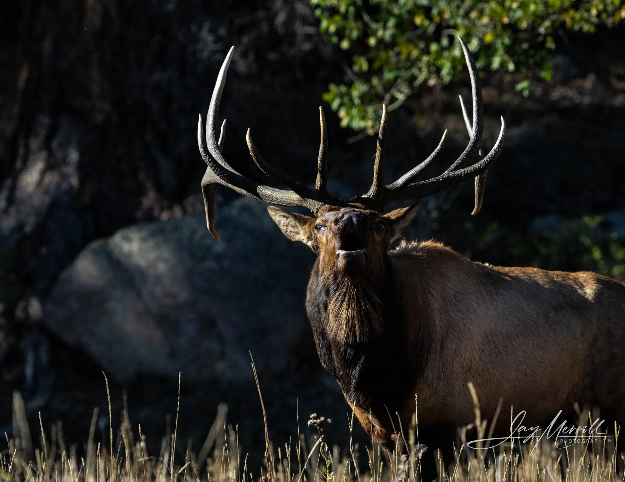 605 Bugling Elk