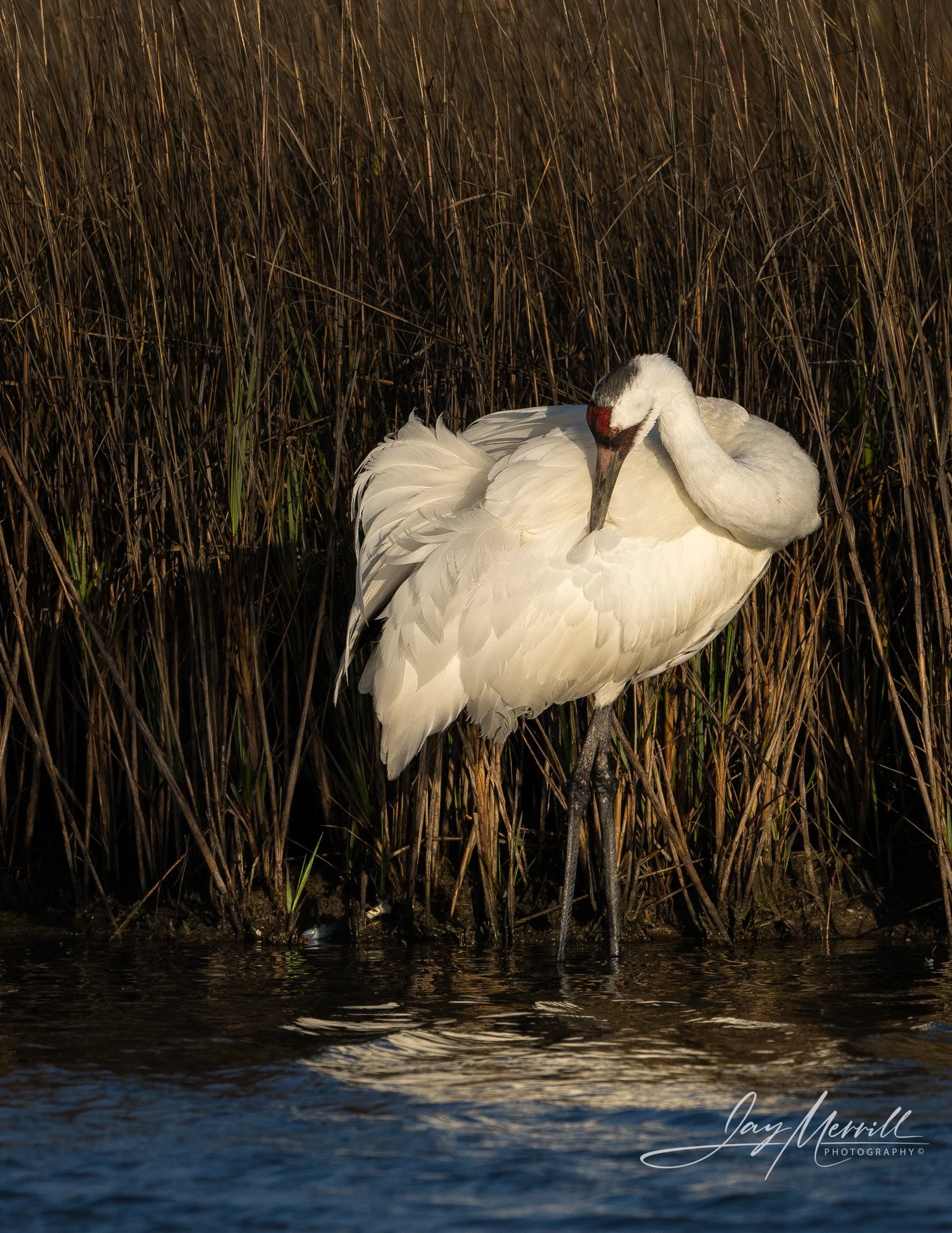 309 Whooping Crane Preening