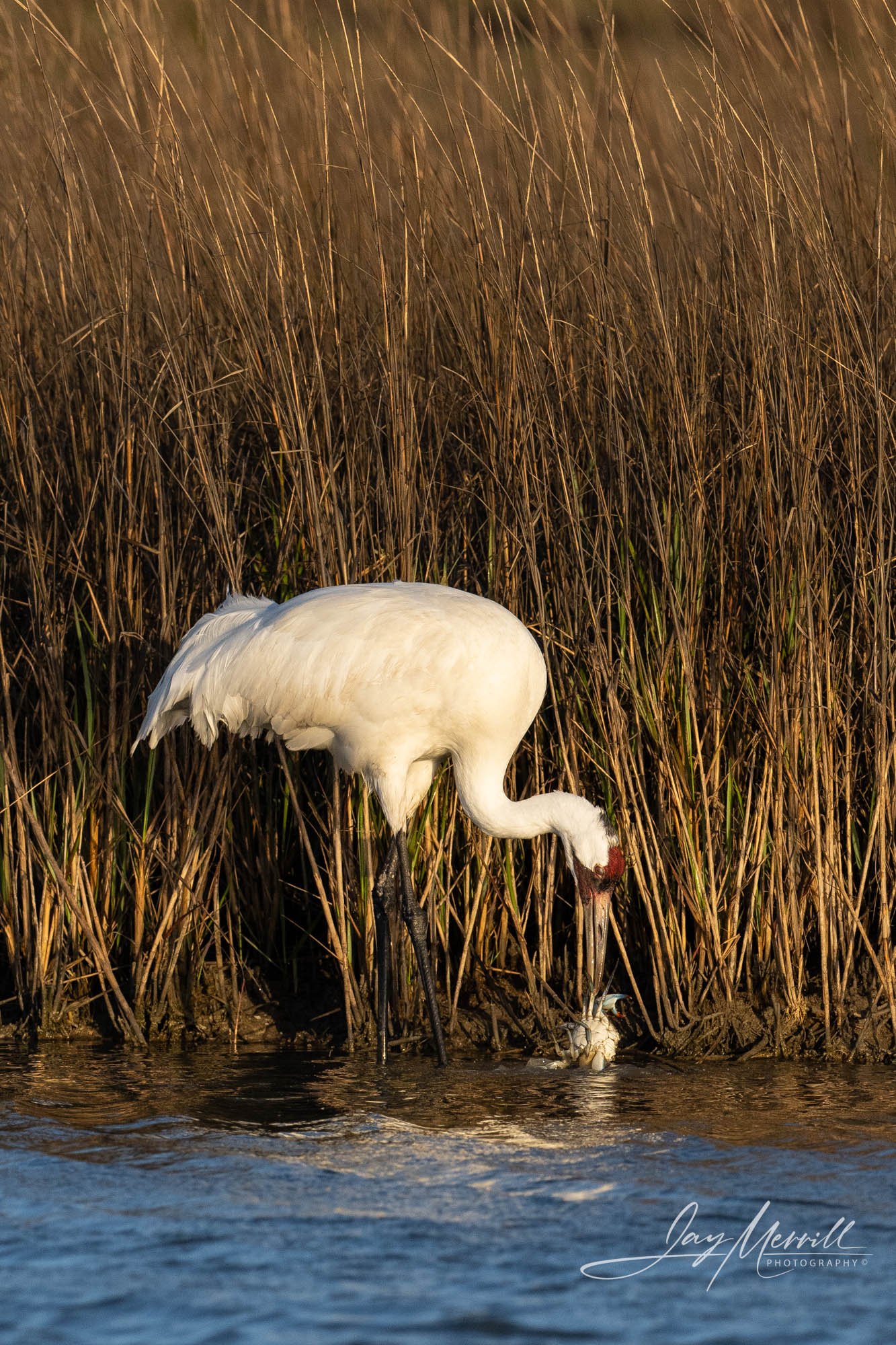 311 Whooping Crane Crabfest