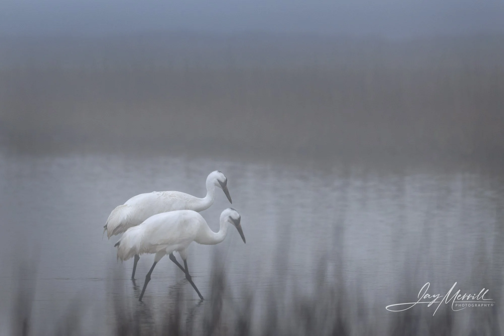 whooping-cranes-pair-mystic-fog-texas.jpg