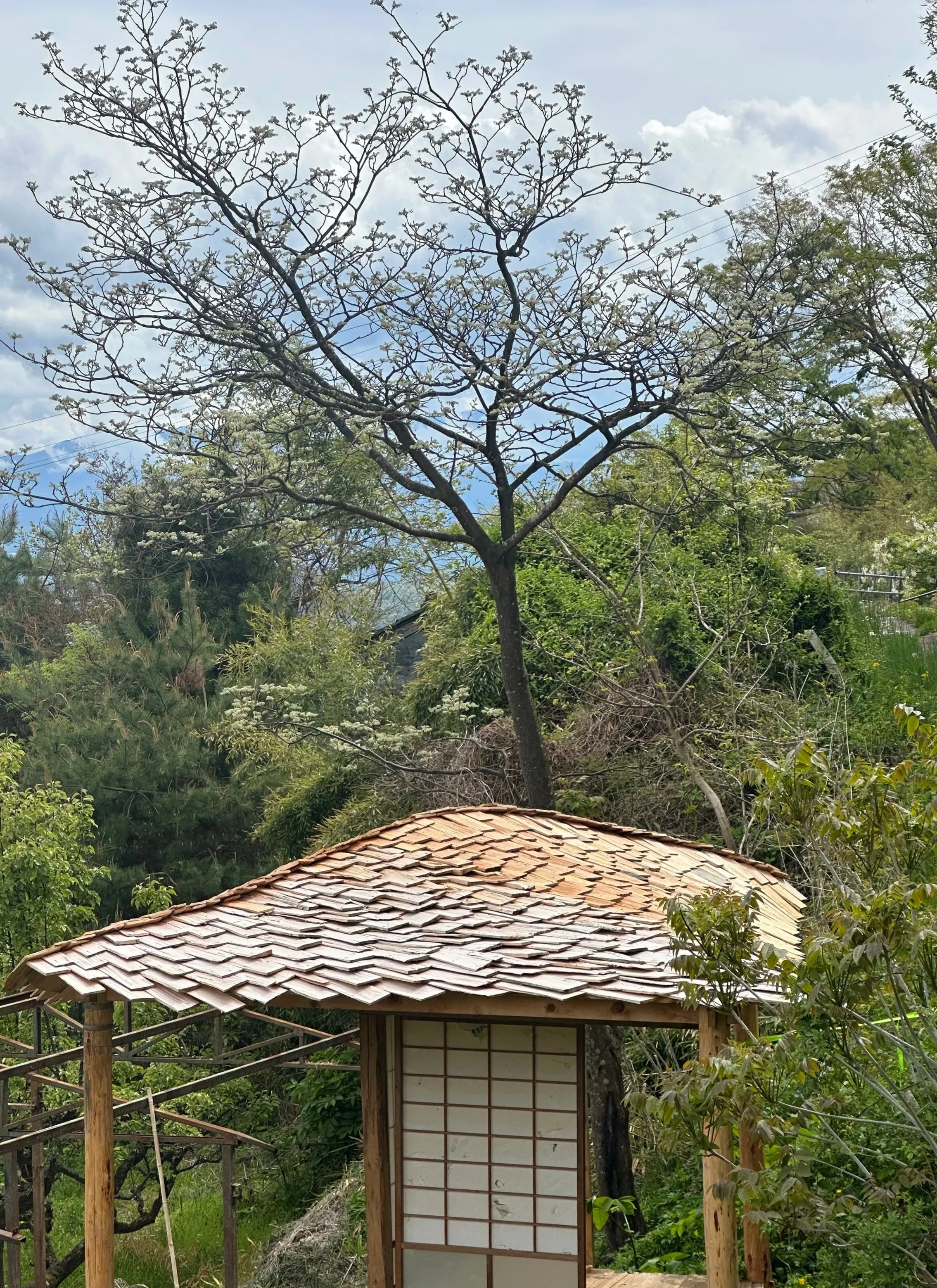 :Schindeldach Organisch.