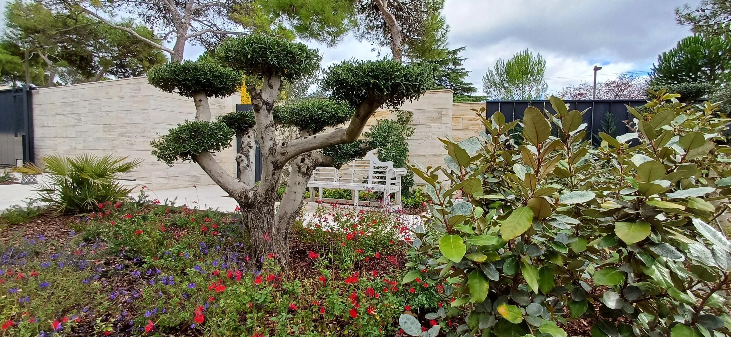 olivo en nube, madroño, salvia roja, jardin, paisajismo 
