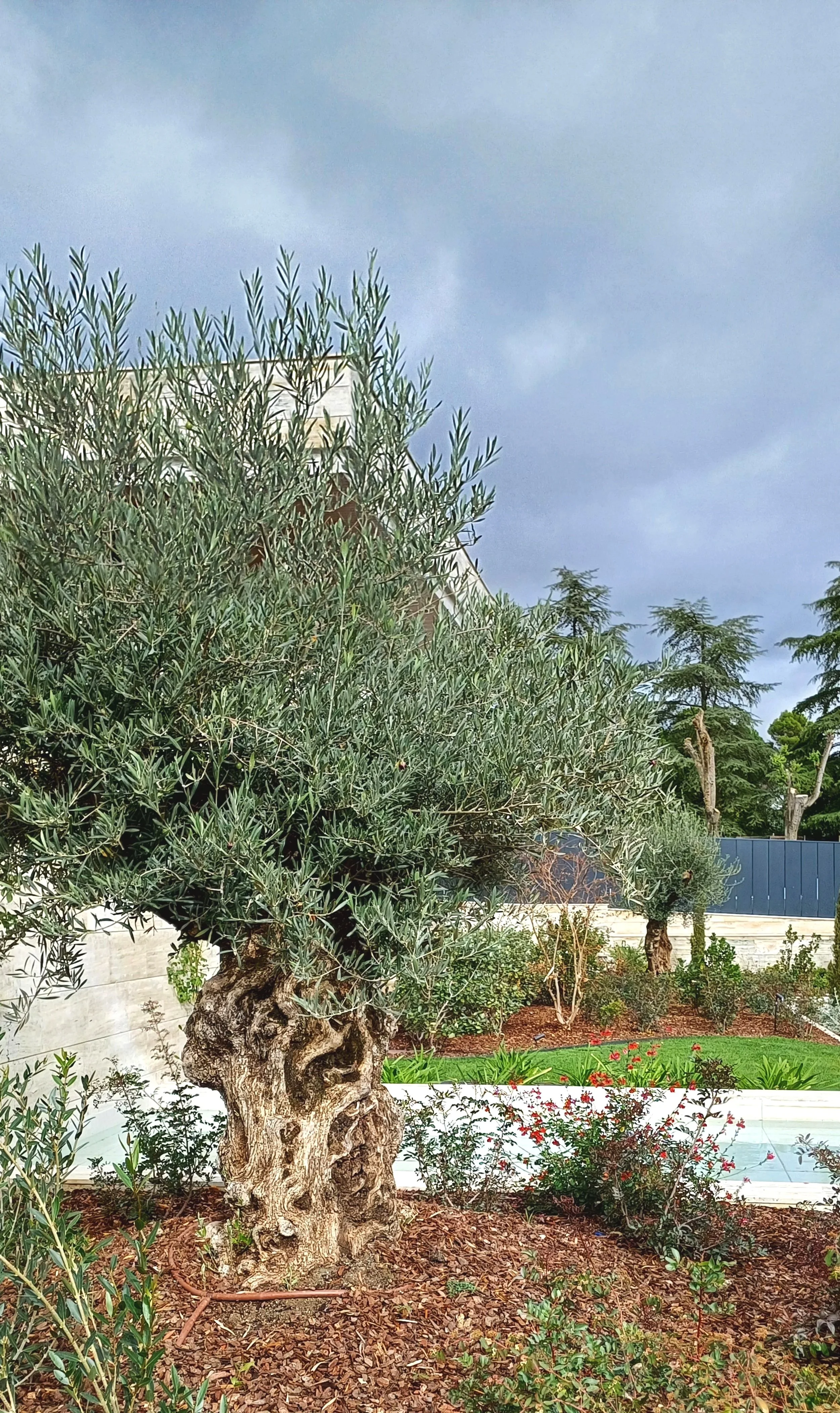 olivo centenario, organización jardin, jardin ecologico, paisajismo, diseño sostenible 