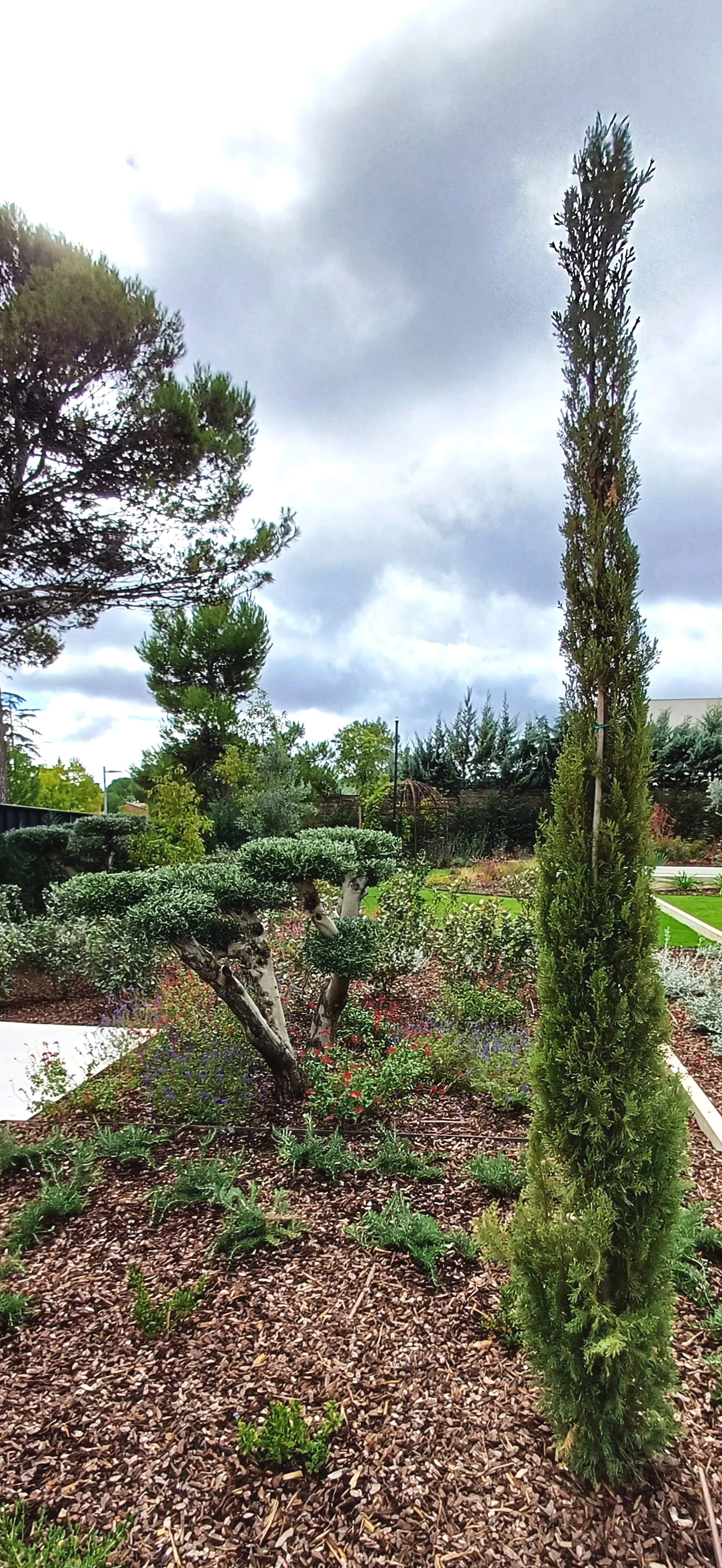cipreses, olivos, olivo, pino. Pletina, diseño jardin organico, diseño jardin lujo, diseño jardin sostenible.