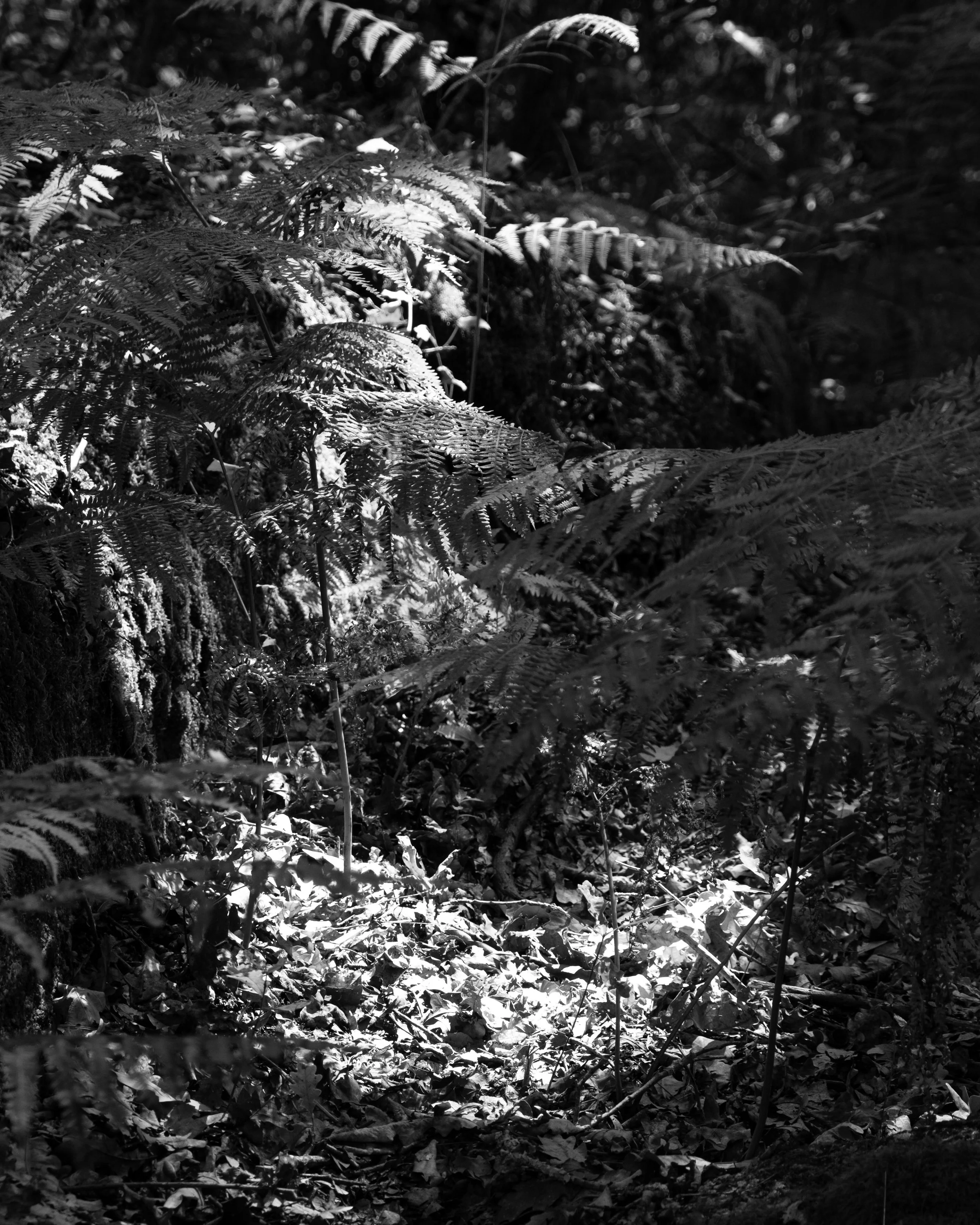 DSCF6588.jpg