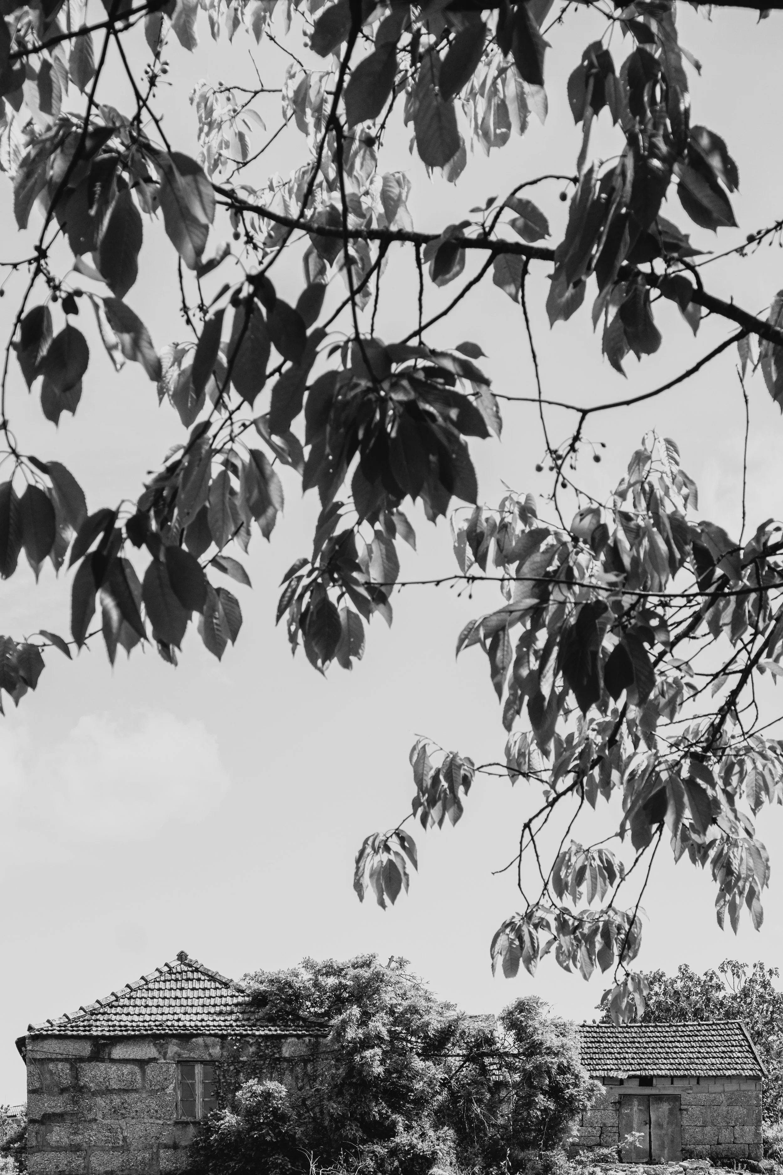 DSCF3690.jpg