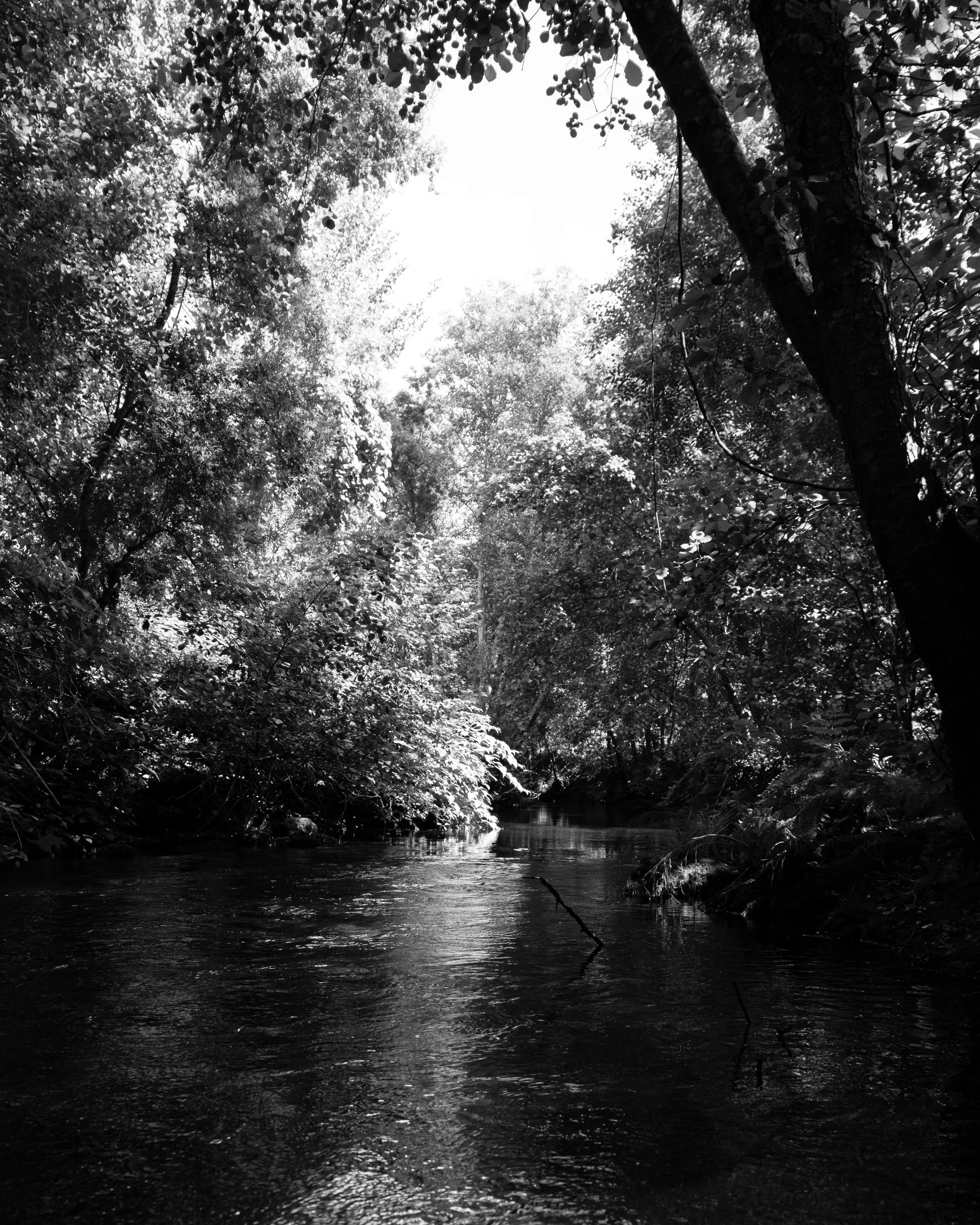DSCF6617.jpg