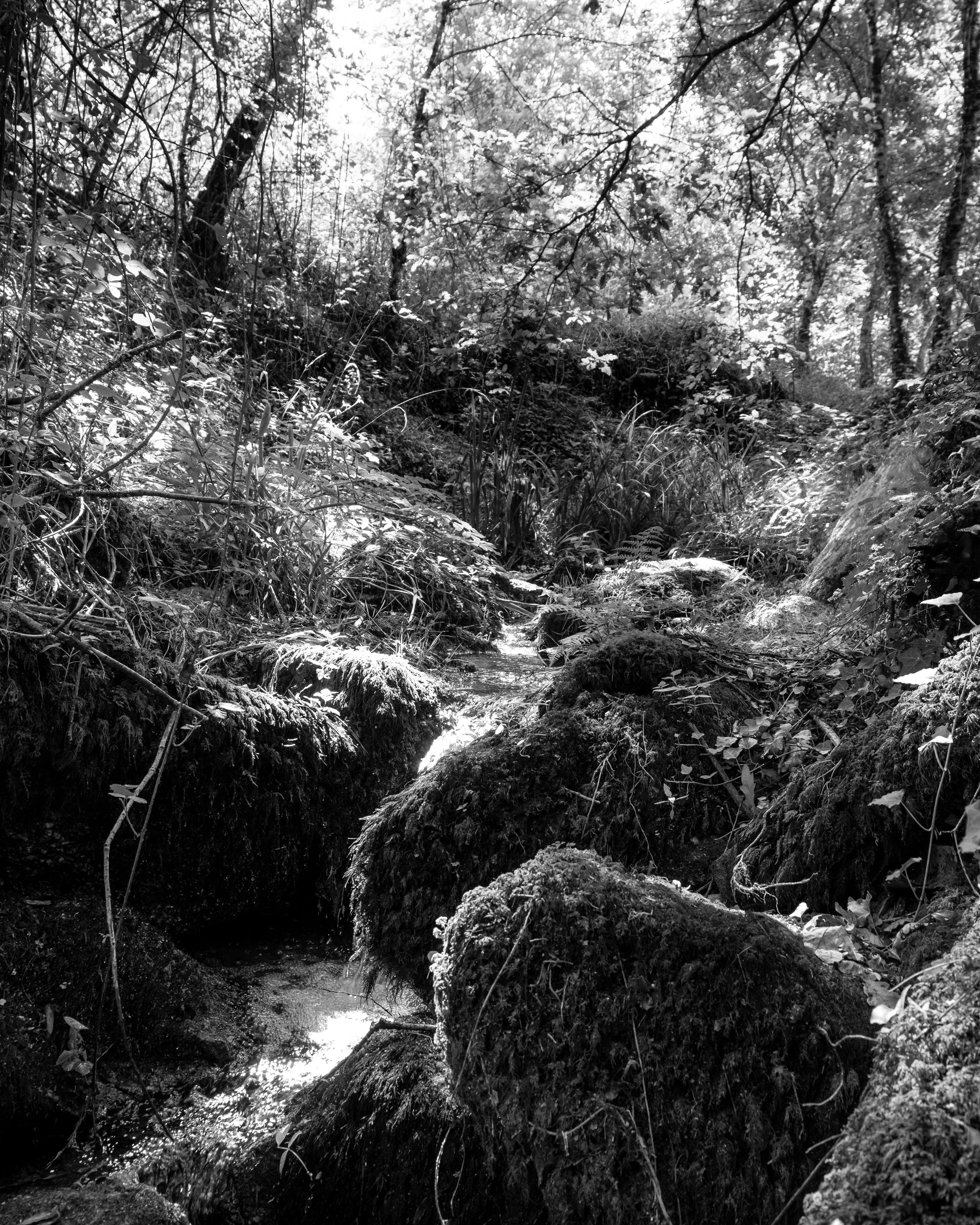DSCF6550.jpg