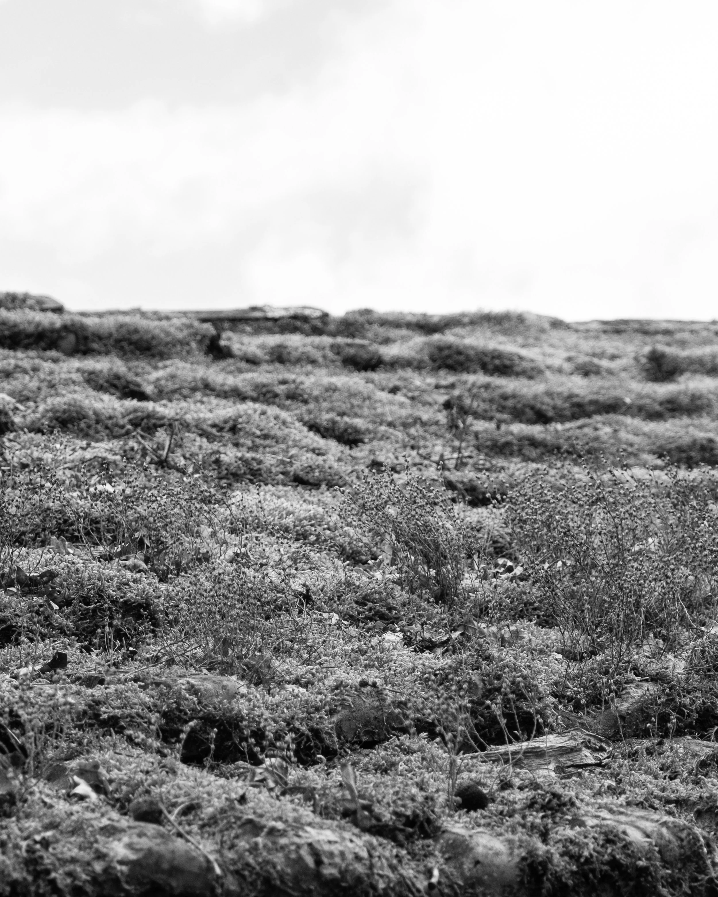 DSCF6597.jpg