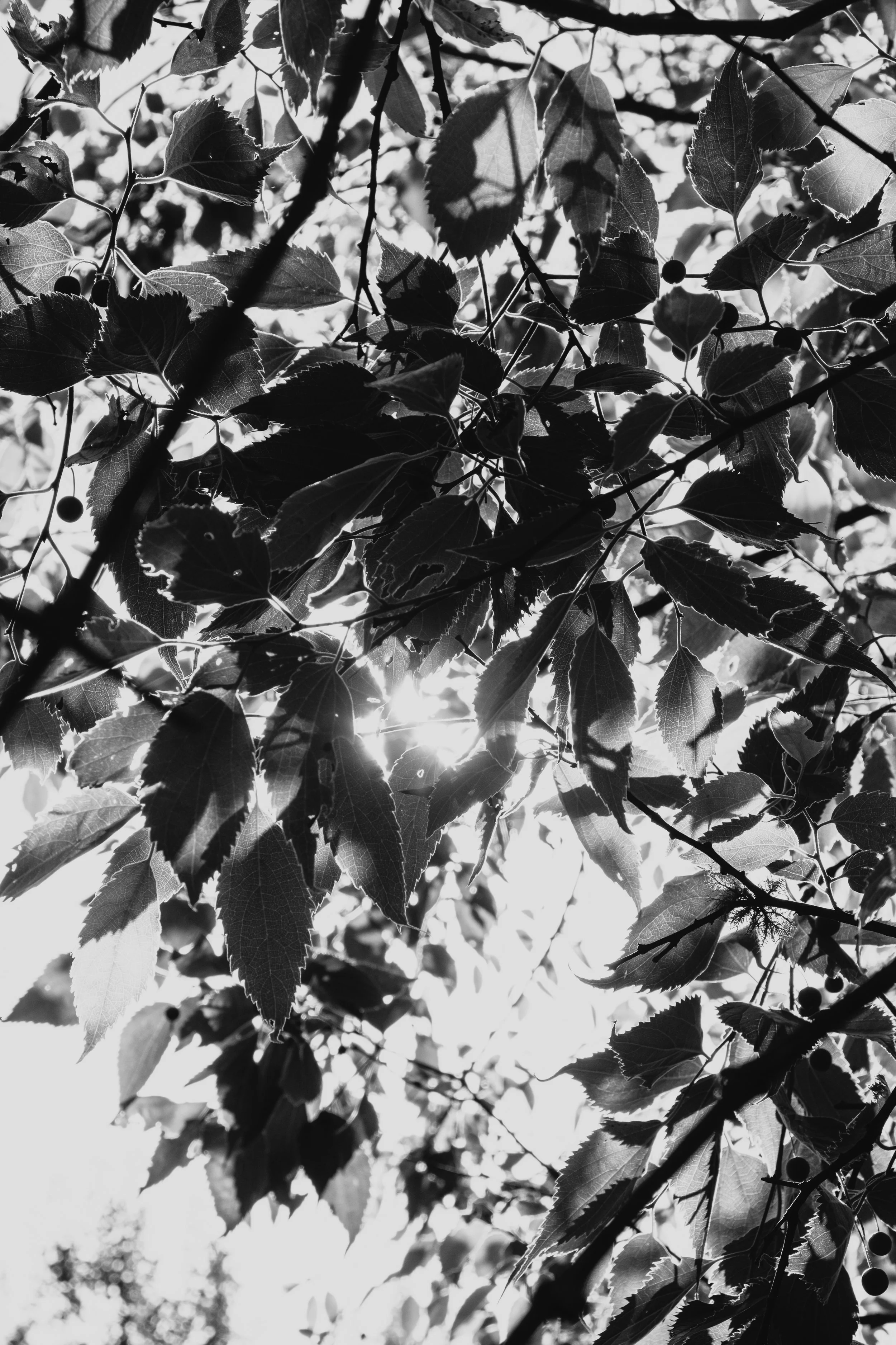 DSCF3700.jpg