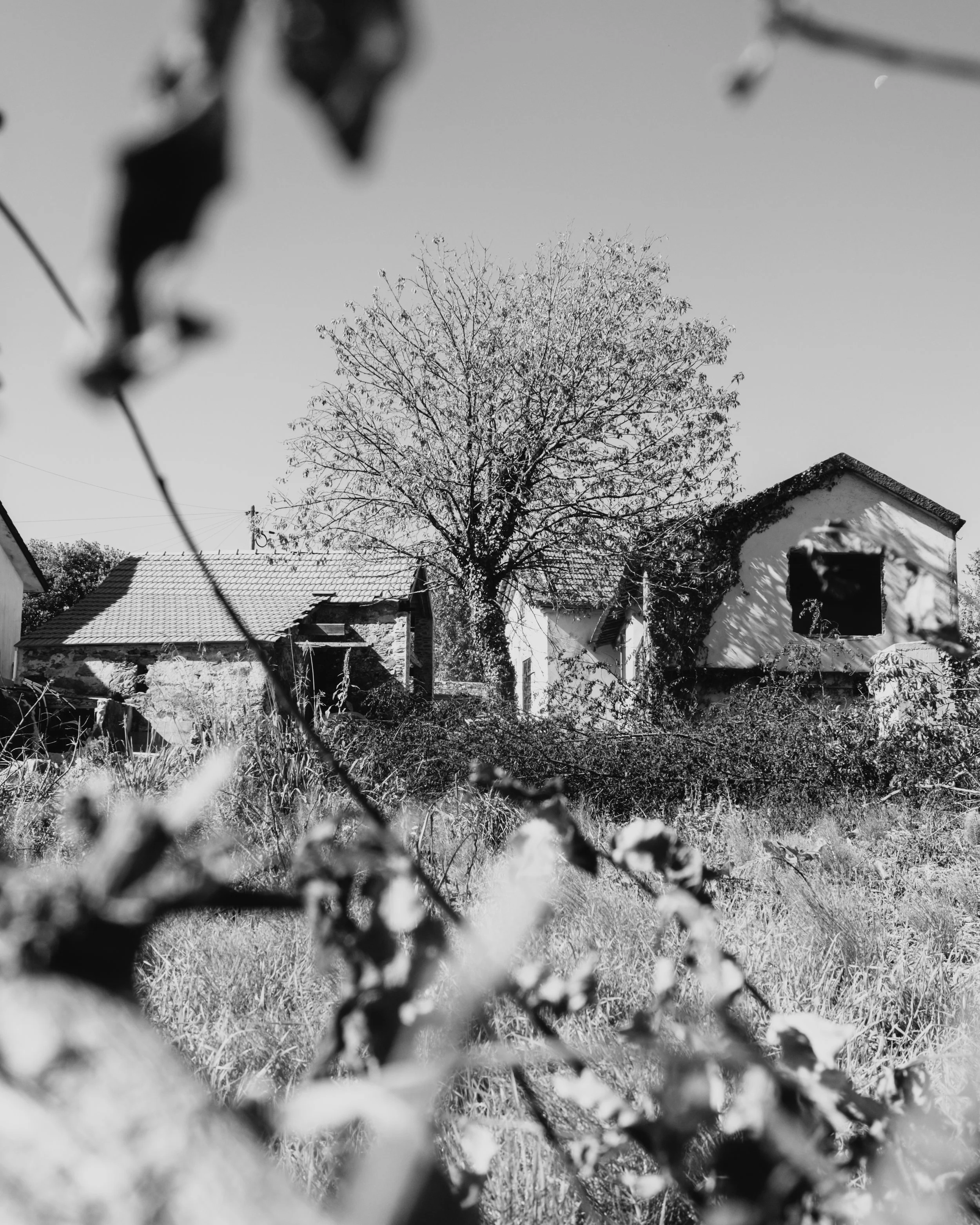 DSCF6793.jpg