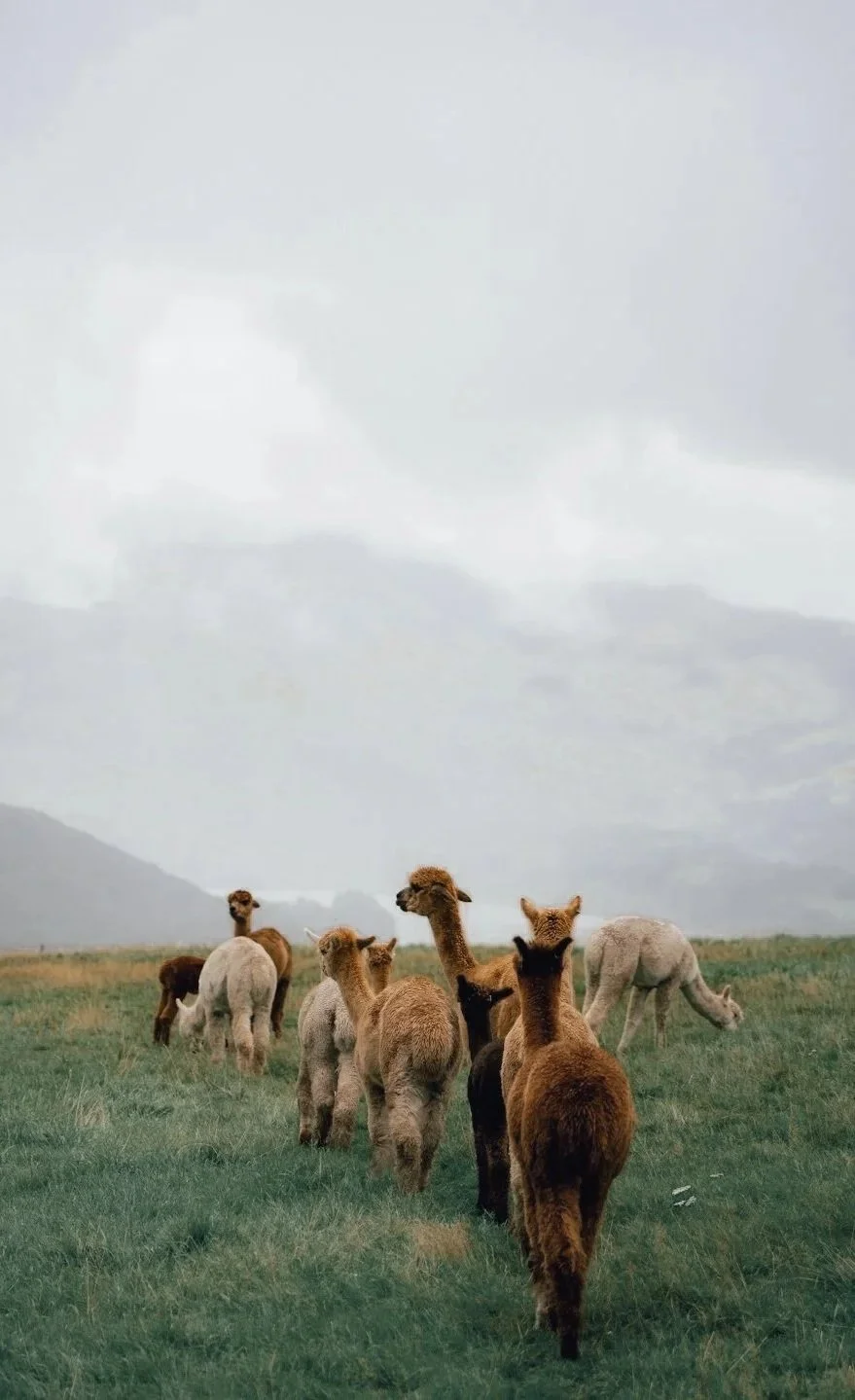 Ethically Sourced Wool