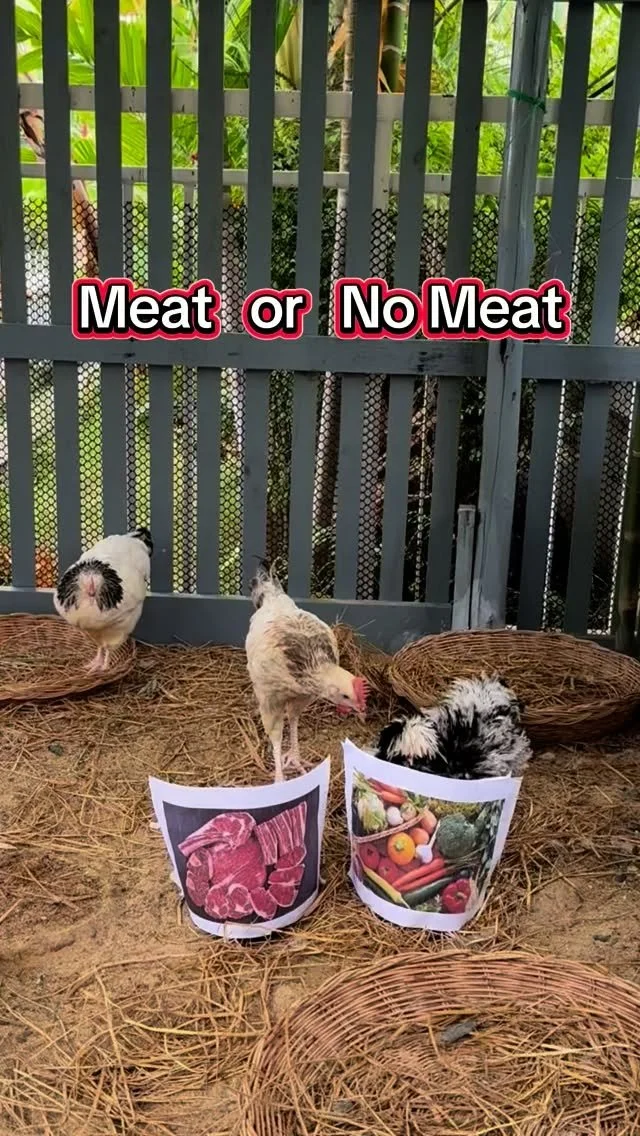 In case you’re wondering what does it mean by #savehenry, we are running a #meatfreemeals campaign for our school project. Just 1 pledge from you can help save #henrythechicken from becoming a meal click the link on our bio #tysm ❤️#welovechick