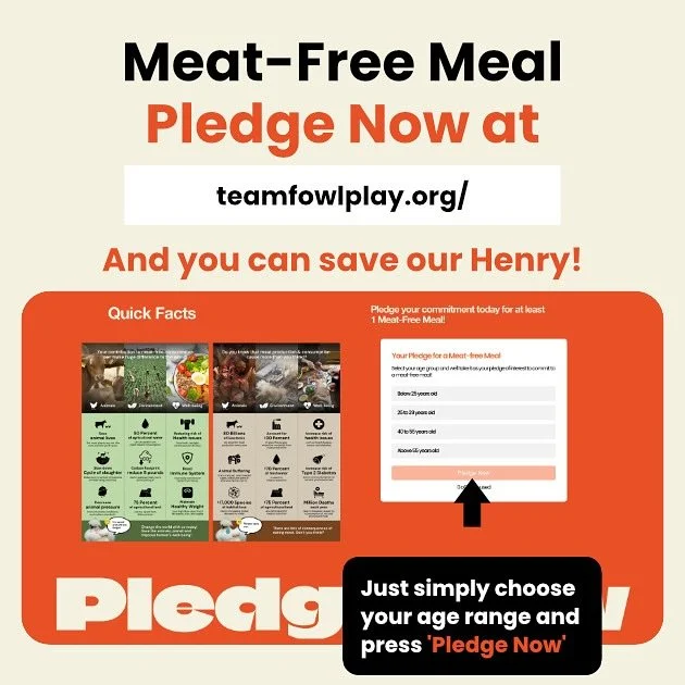 Meet Henry the Chicken 🐔❤️
Our school project is on a mission: save Henry before he becomes someone’s dinner.
All it takes is ONE pledge from you at 👉 www.teamfowlplay.org
If we hit the pledge goal, Henry’s life will be spared—