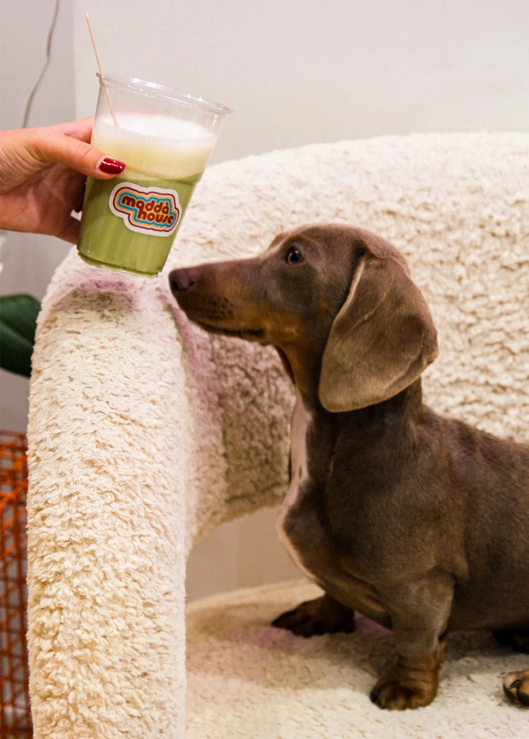 Un chien mangeant un goûter dans une maison, avec une main tenant une tasse de smoothie vert sur le rebord d'un canapé beige.