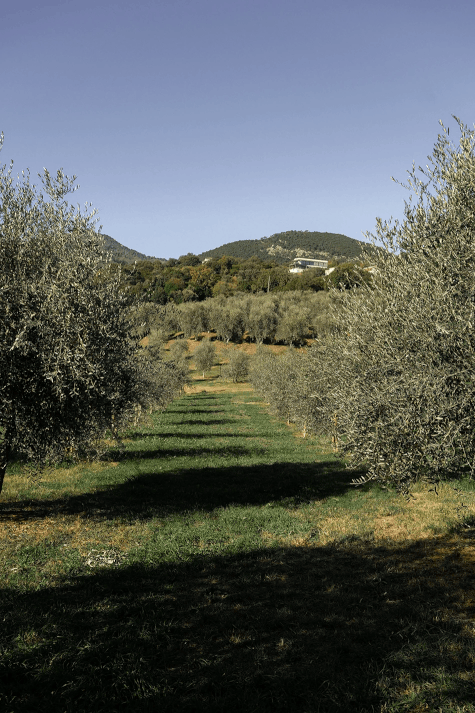 Allée d'oliviers dans un paysage rural avec montagnes en arrière-plan sous un ciel clair.