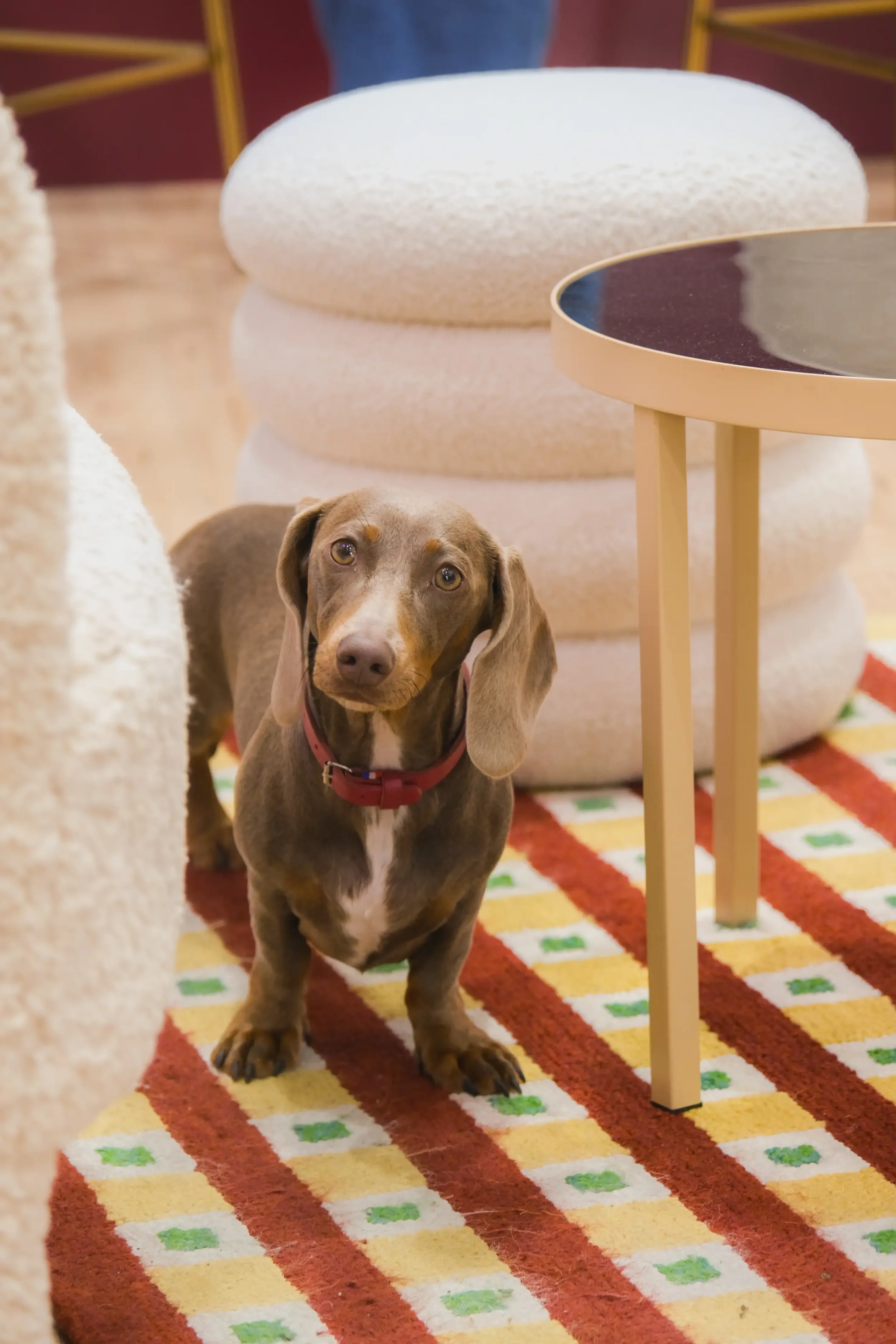 Chiot de race Beagle, de couleur marron avec un collier rouge, debout sur un tapis coloré, devant une table ronde beige avec un plateau noir, dans une pièce aux murs rouges et une étagère en arrière-plan.