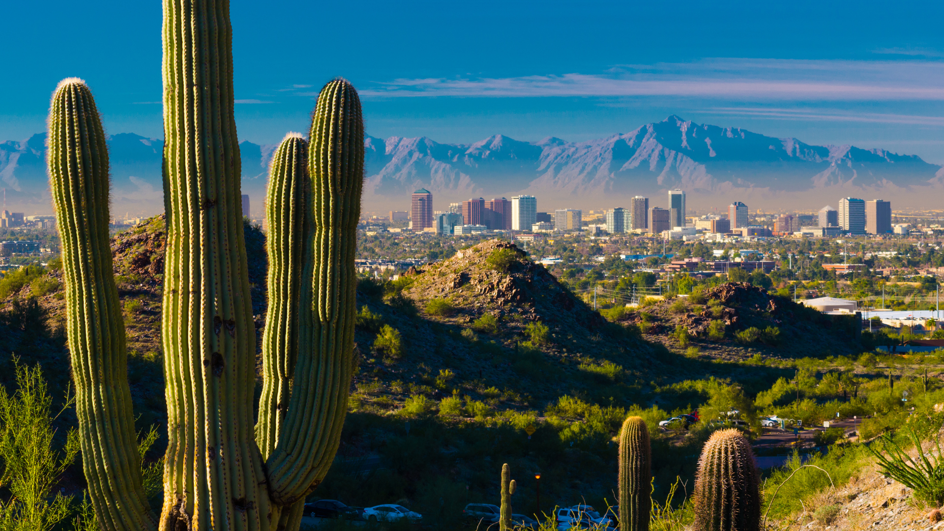 Cacti in the foreground with mountains and a city skyline in the background on a clear day.