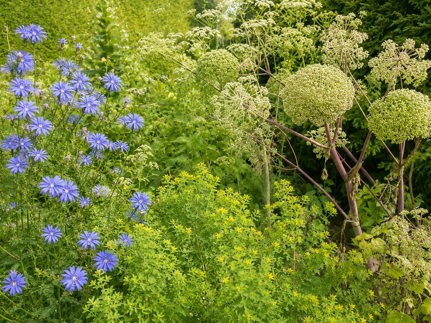 Heilpflanzen und Wildblumen in einem naturnahen Garten als Ausdruck der Heilkraft der Pflanzen und der Phytotherapie.