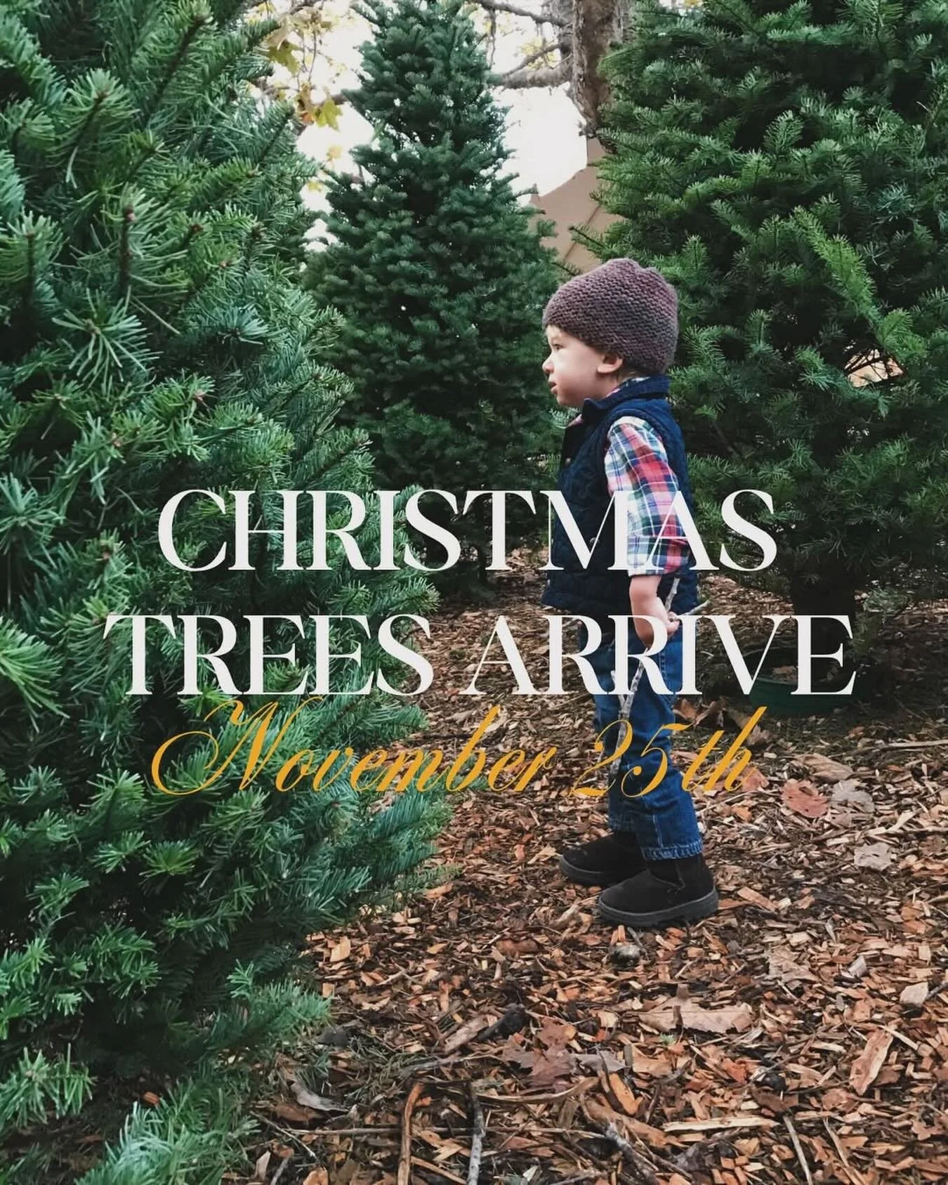 Step into a winter wonderland at Avila Valley Barn @avilavalleybarn! Christmas trees are soon to arrive and will be available for purchase on November 25th. Start the season by choosing the perfect tree for your family and soaking in the sights, fres
