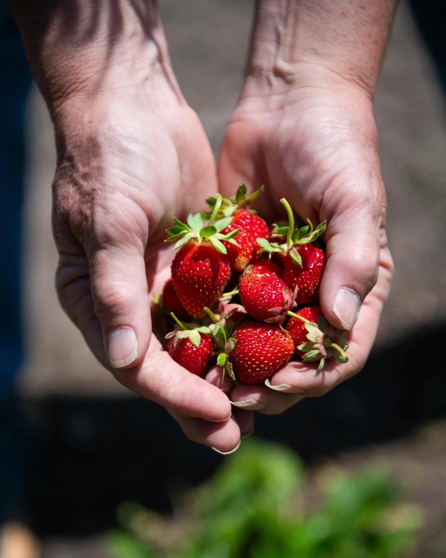 Happy Thanksgiving &amp; Season of Gathering from FARMstead ED &amp; the SLO County Farm Trail.🤠🧡🙌

FARMstead ED and the SLO County Farm Trail work together to support local agriculture and agritourism. It all starts with education, and getting ou