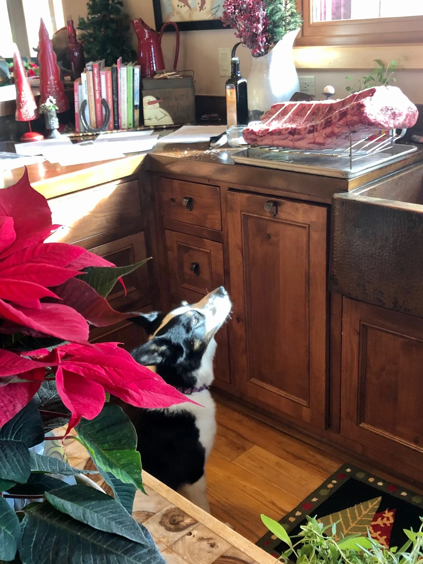 Merry Christmas to All!
May your every wish come true&hellip;
 

#slocofarmtrail #farmsteaded #christmasmagic #eatlocal