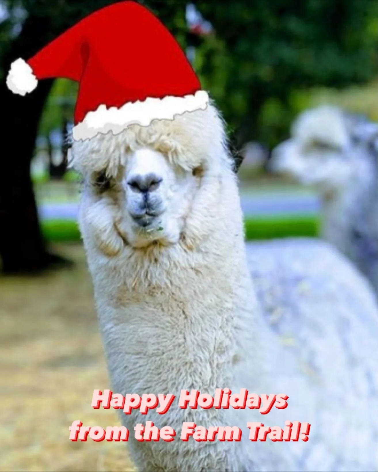 Holiday Greetings from the Trail!  From our herd to yours, we wish you all a very merry &amp; bright Christmas and a Happy New Year!

#slocofarmtrail #travelpaso #slocal #visitatascadero