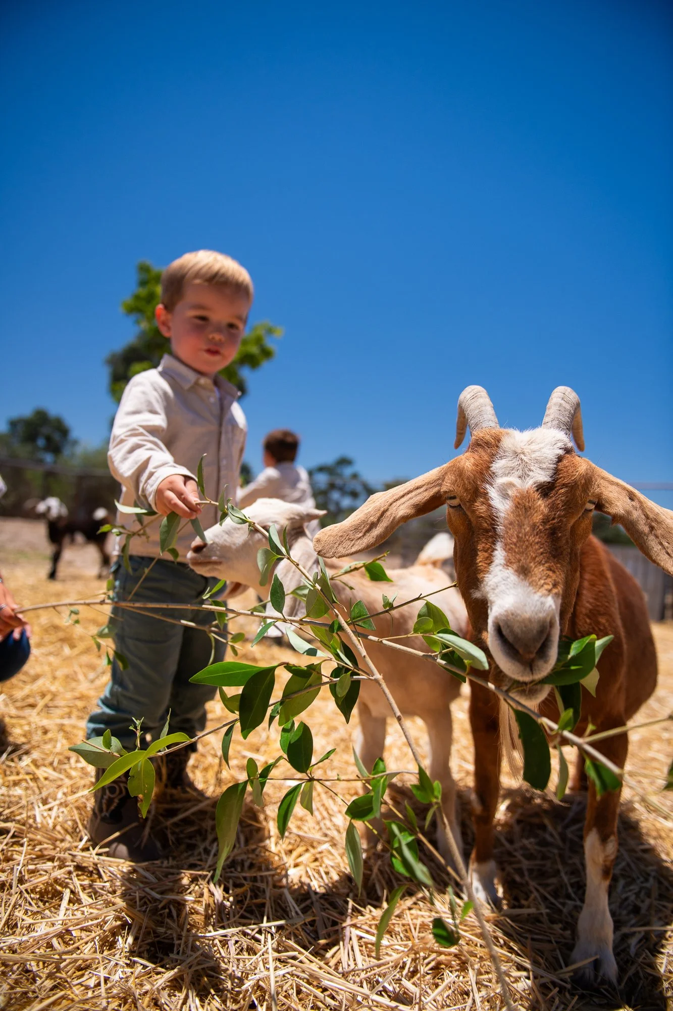 child with goat