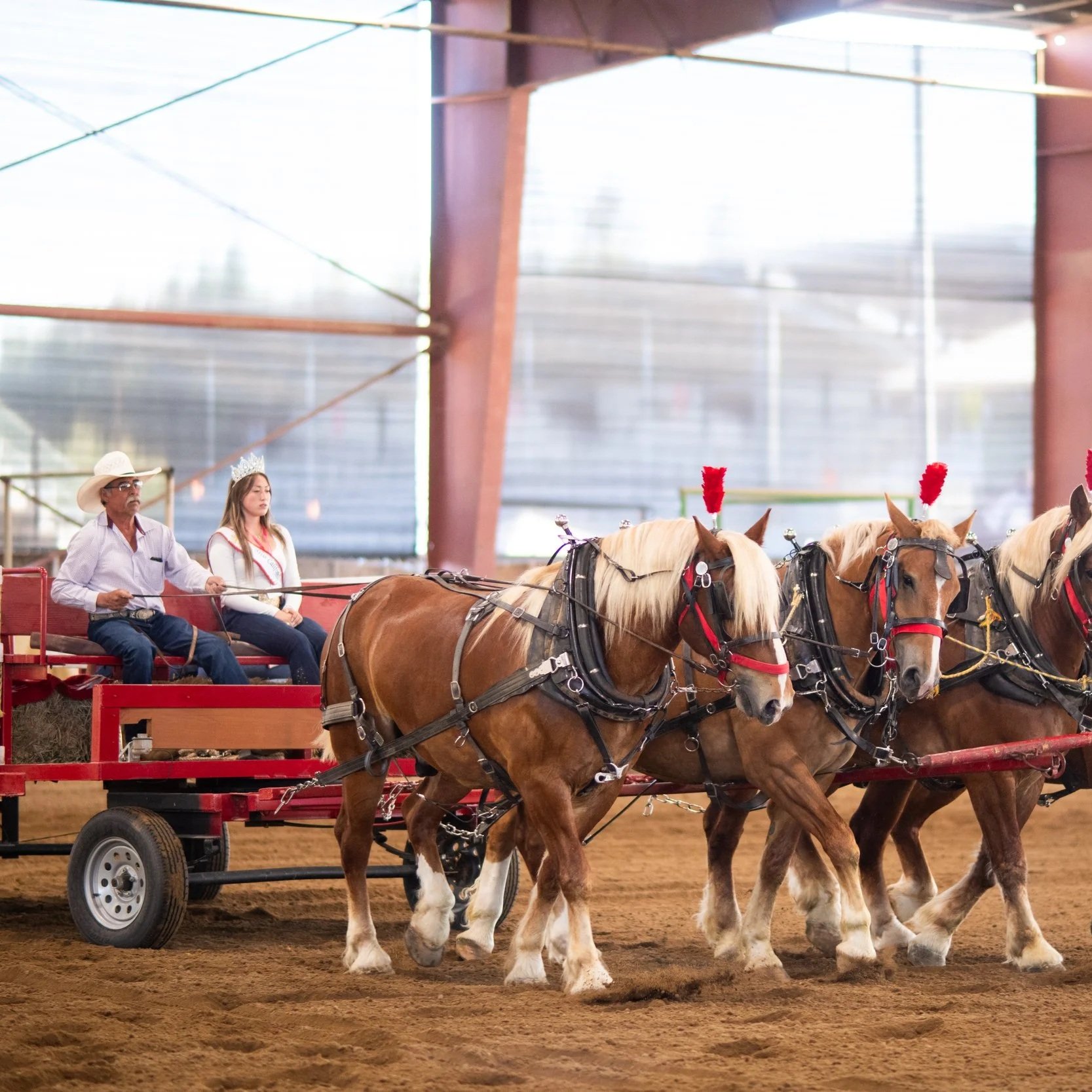 horse-drawn carriage