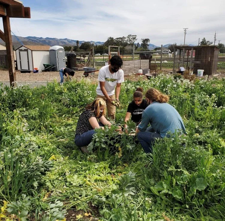 Our Global family Farm harvest in field
