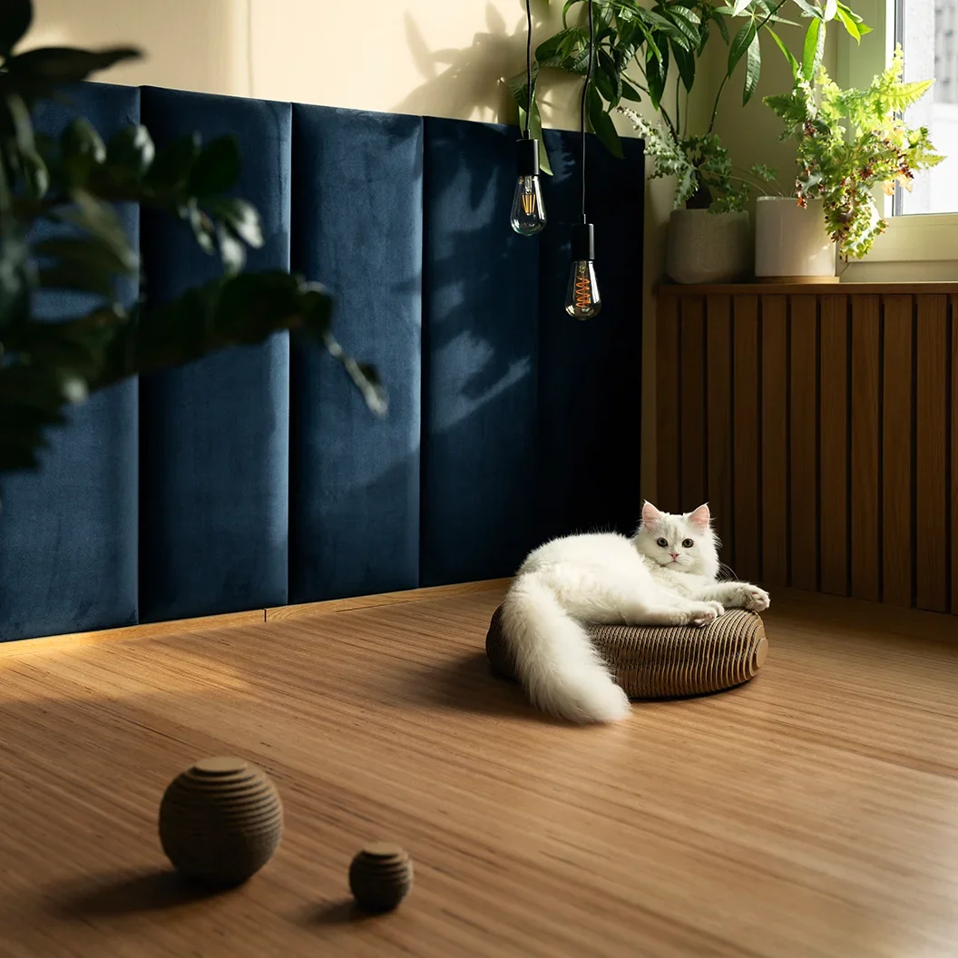 A white cat lying on a round cushion on a wooden floor in a cozy room with a dark blue headboard, hanging lights, and potted plants near a window. Animal photography.