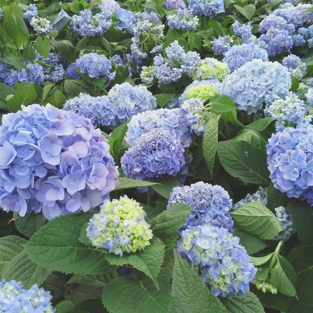 blue_hydrangeas.jpg