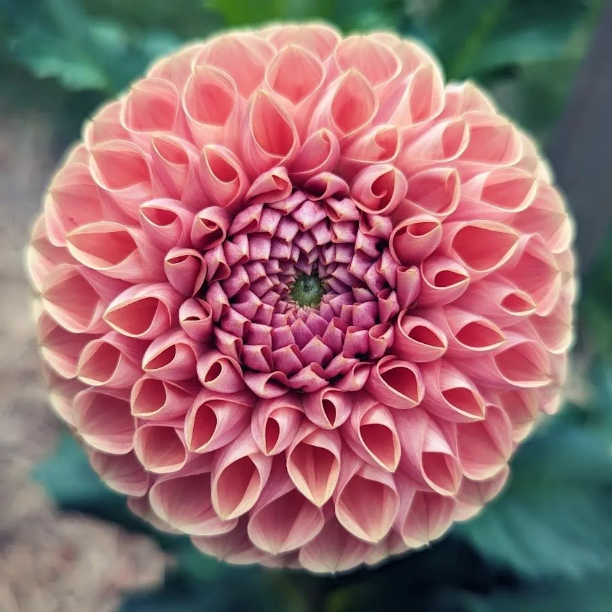 dahlia_closeup.jpg