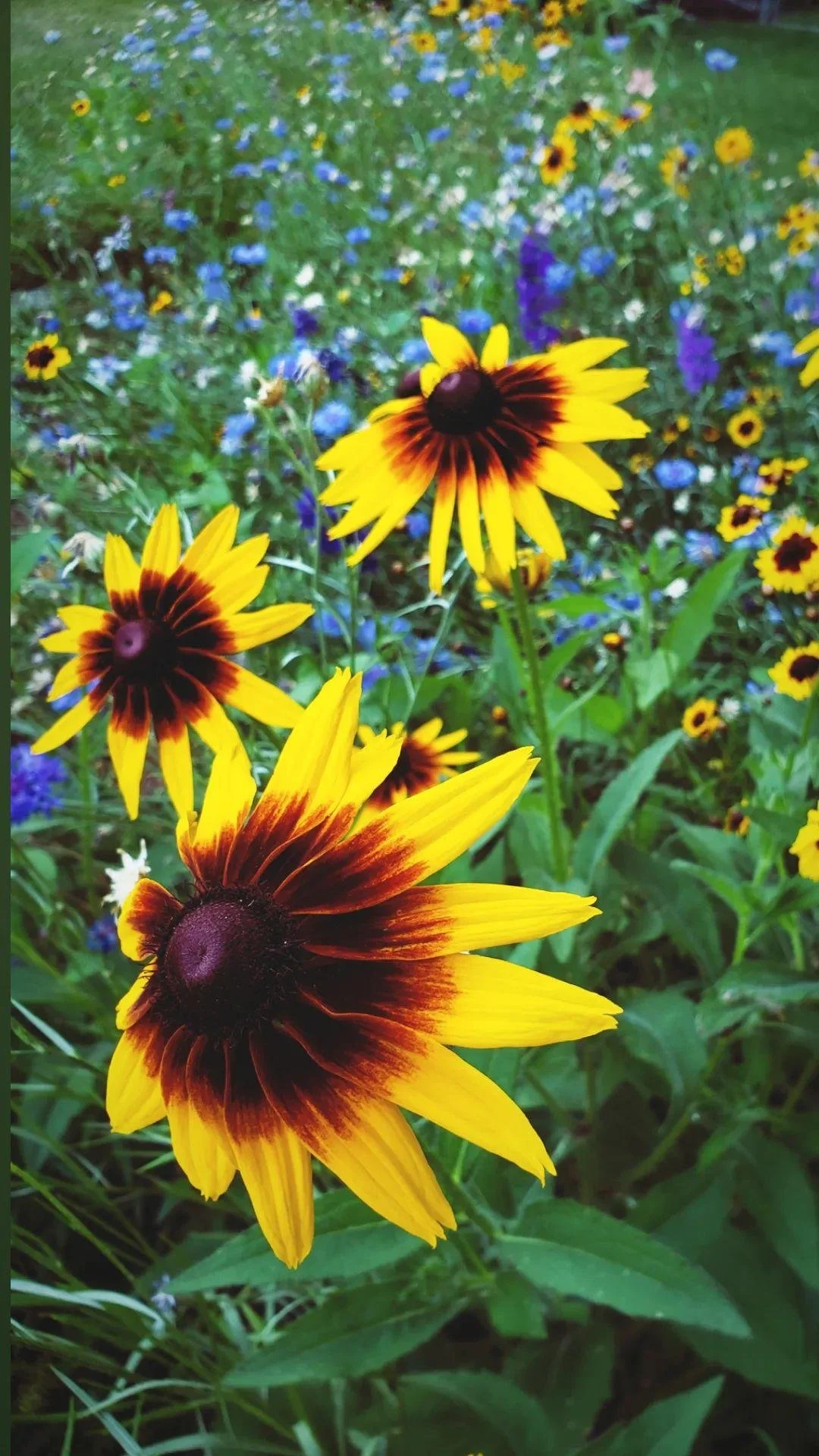 rudbeckia.jpg