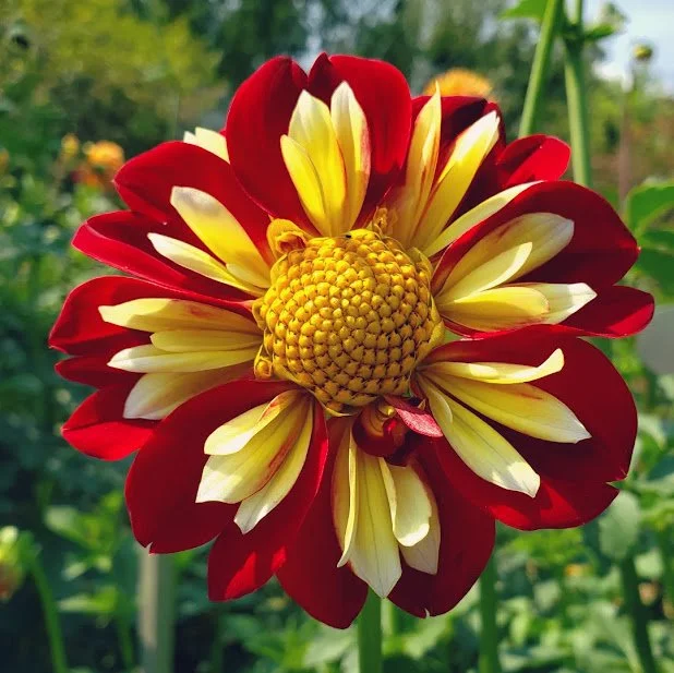 red_and_yellow_dahlia.jpg