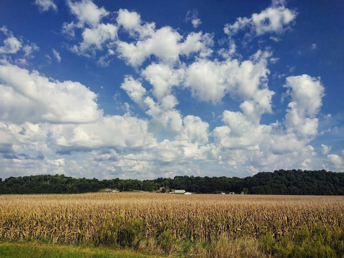 cornfield.jpg