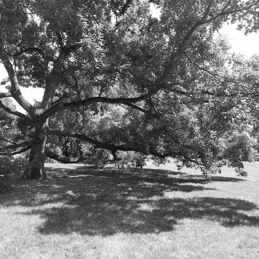 bnw_tree_low_branches.jpg