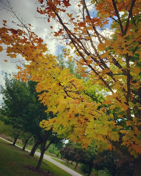 orange_autumn.jpg