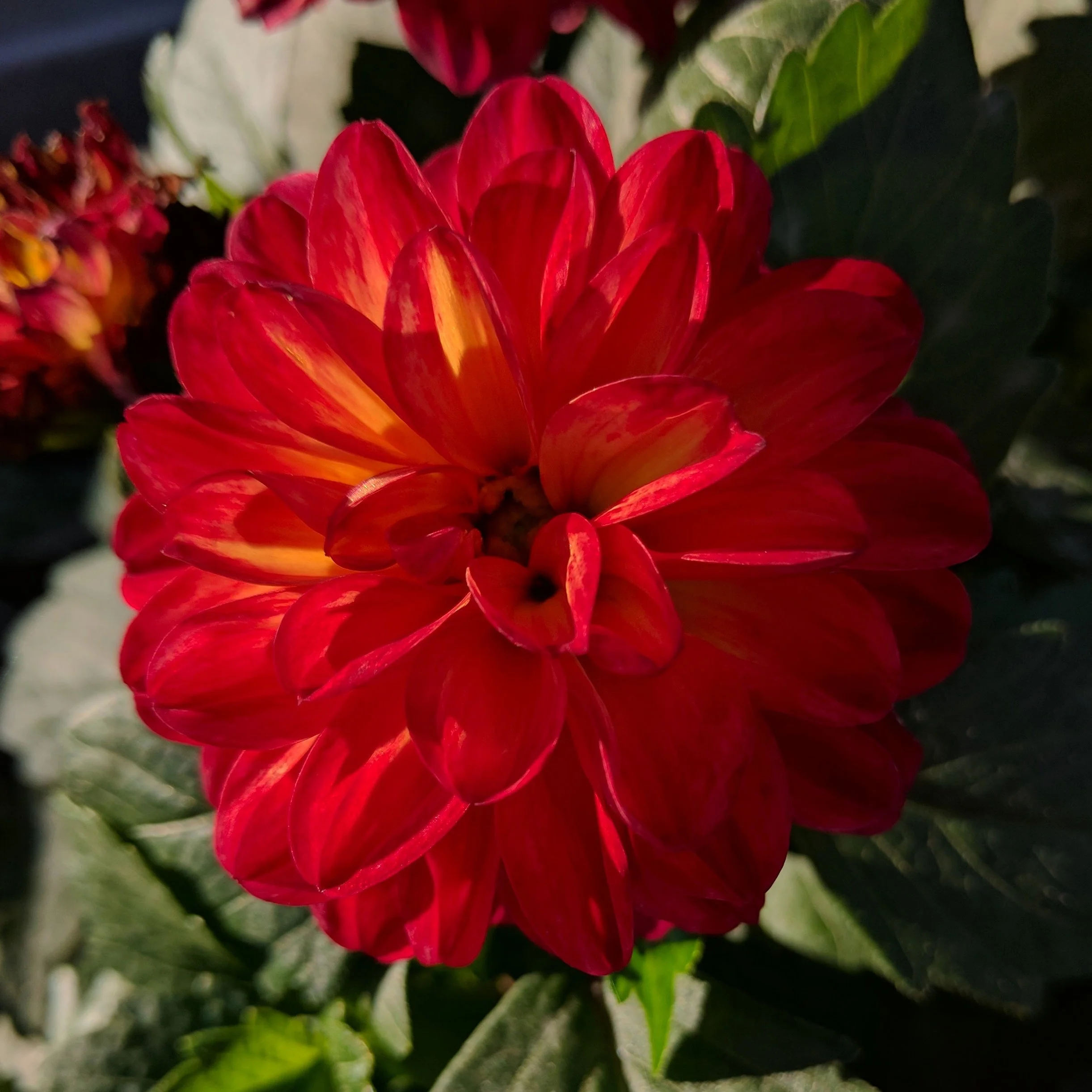 red_dahlia.jpg