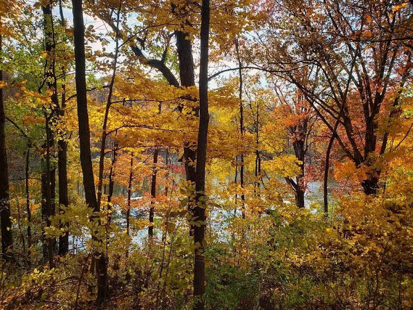 forest_lake.jpg