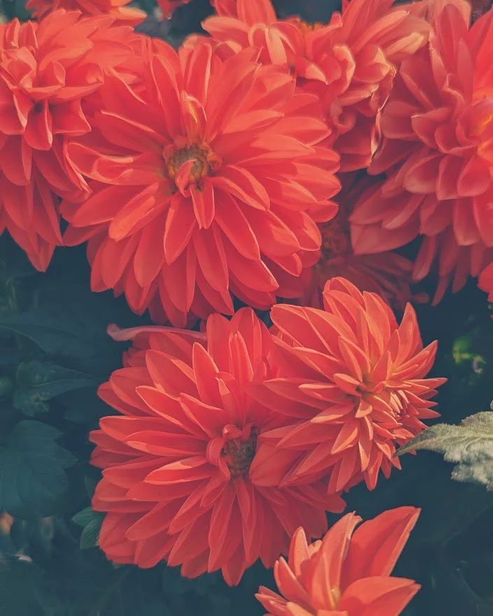 dahlias_orange.jpg