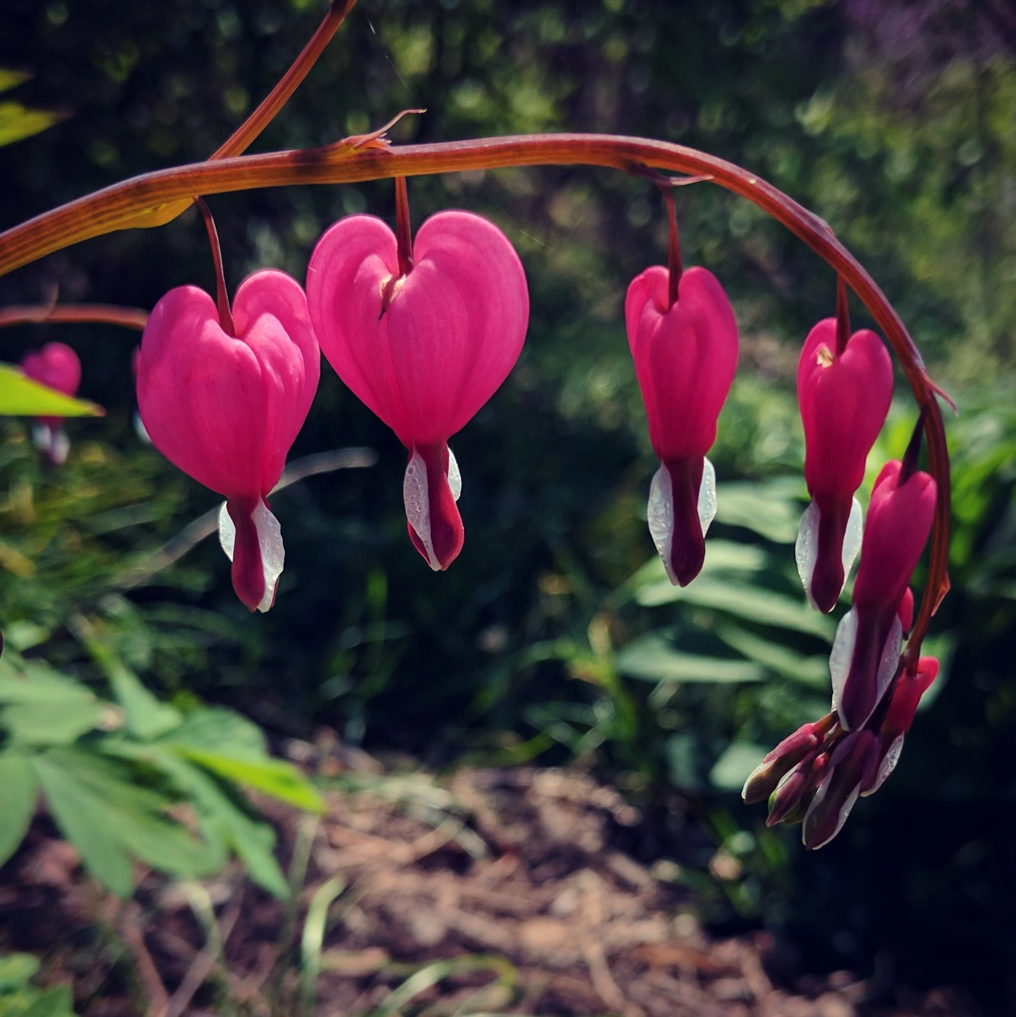 bleeding_hearts.jpg