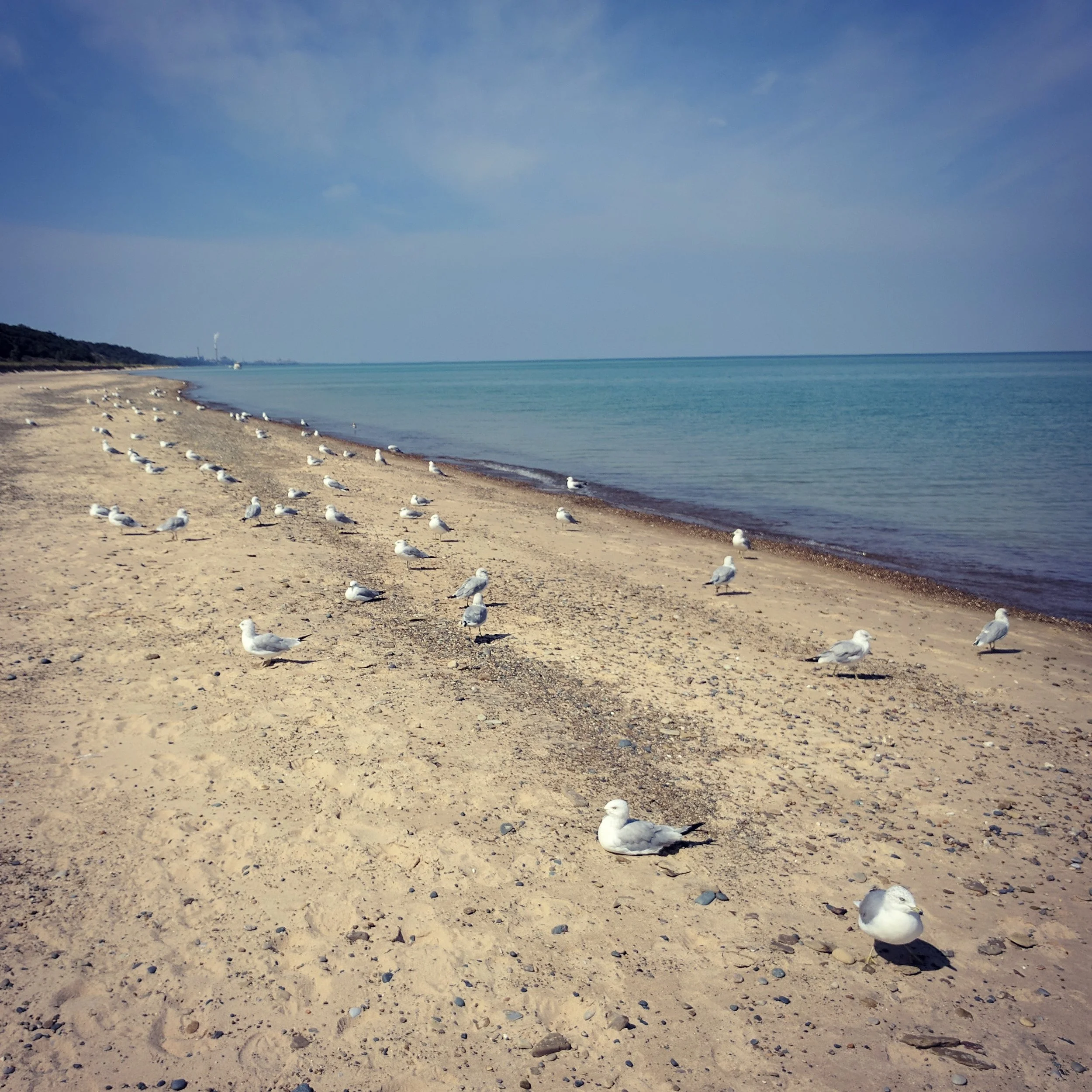 gulls.jpg