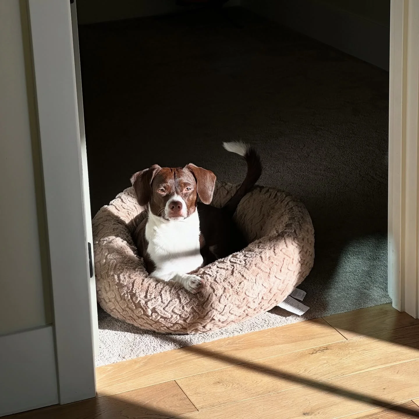 Apparently there&rsquo;s a book about me coming soon. I&rsquo;ll be signing paw-tographs! 🐶 💕 📖