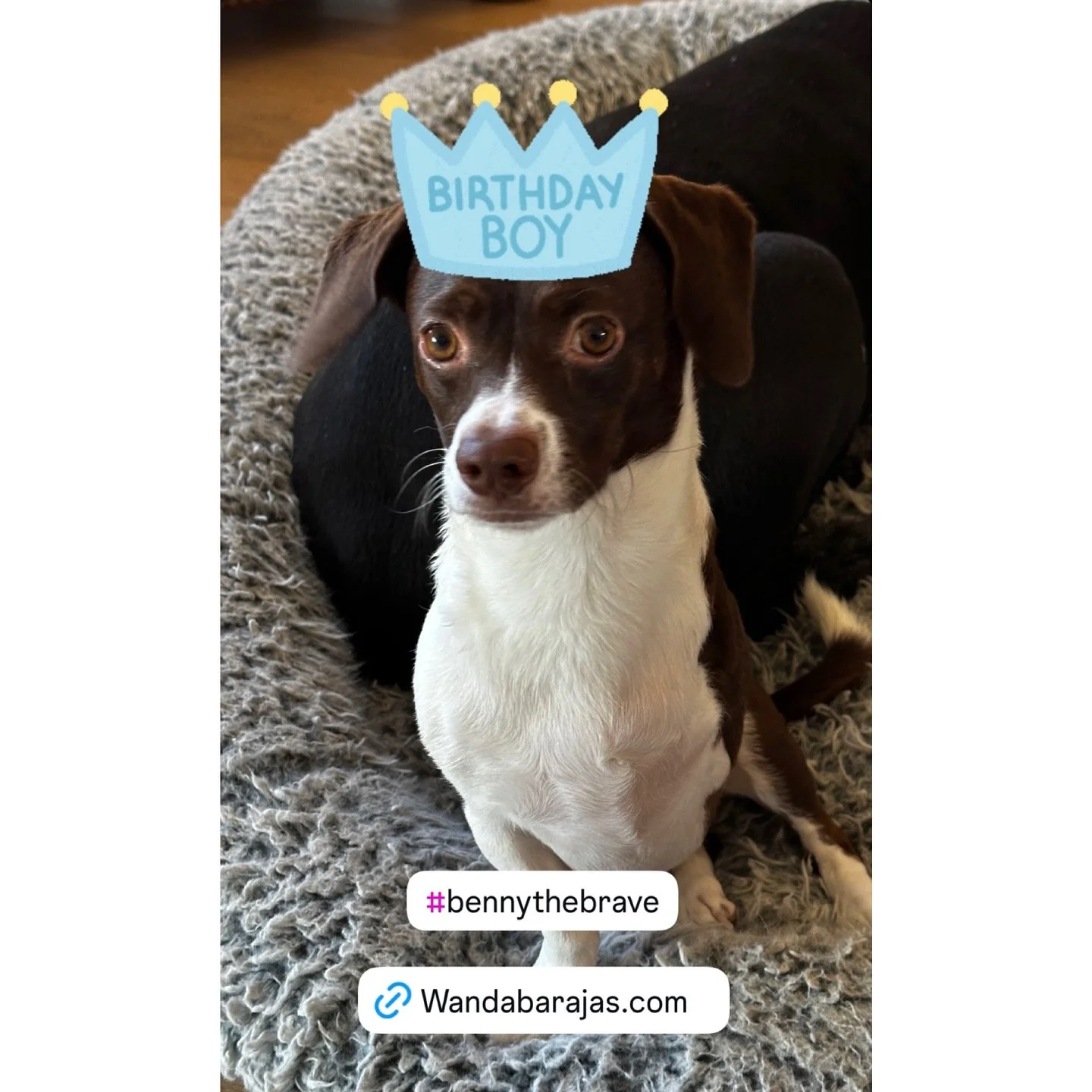 Birthday boy energy. 🐾 🐶 🥳He&rsquo;s living his best life today... and soon, he&rsquo;ll be living on bookshelves everywhere! 📖 
#BennyTheBrave #BirthdayBoyEnergy #TripawdStrong #ThreeLeggedWonder #RescueDogJoy #BraveBenny #DogBirthdayVibes #Happ