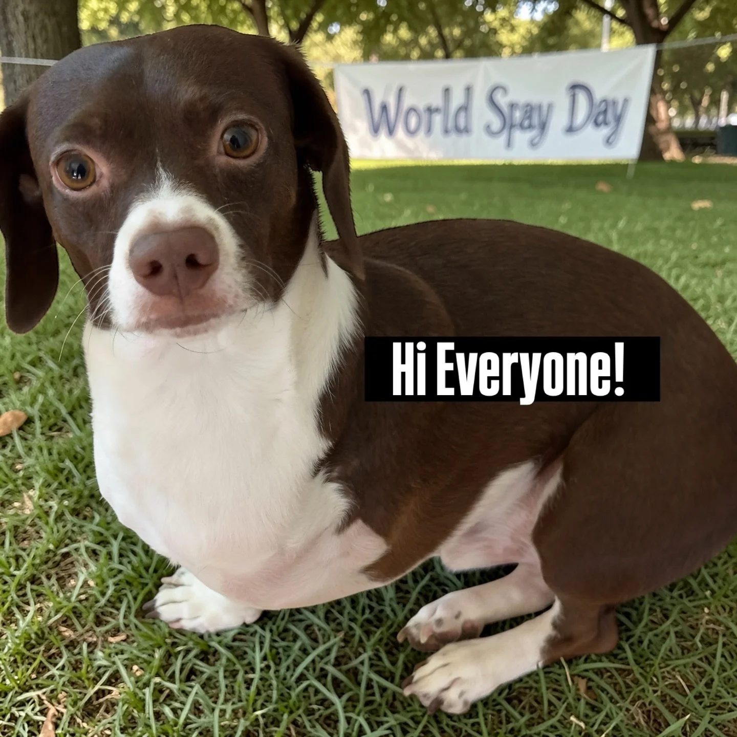 Benny here on #WorldSpayDay 🐾As the voice behind Benny the Brave, I&rsquo;m reminded that bravery isn&rsquo;t just about big adventures, it&rsquo;s also about the loving choices we make to protect animals everywhere.

Spaying and neutering is a huma