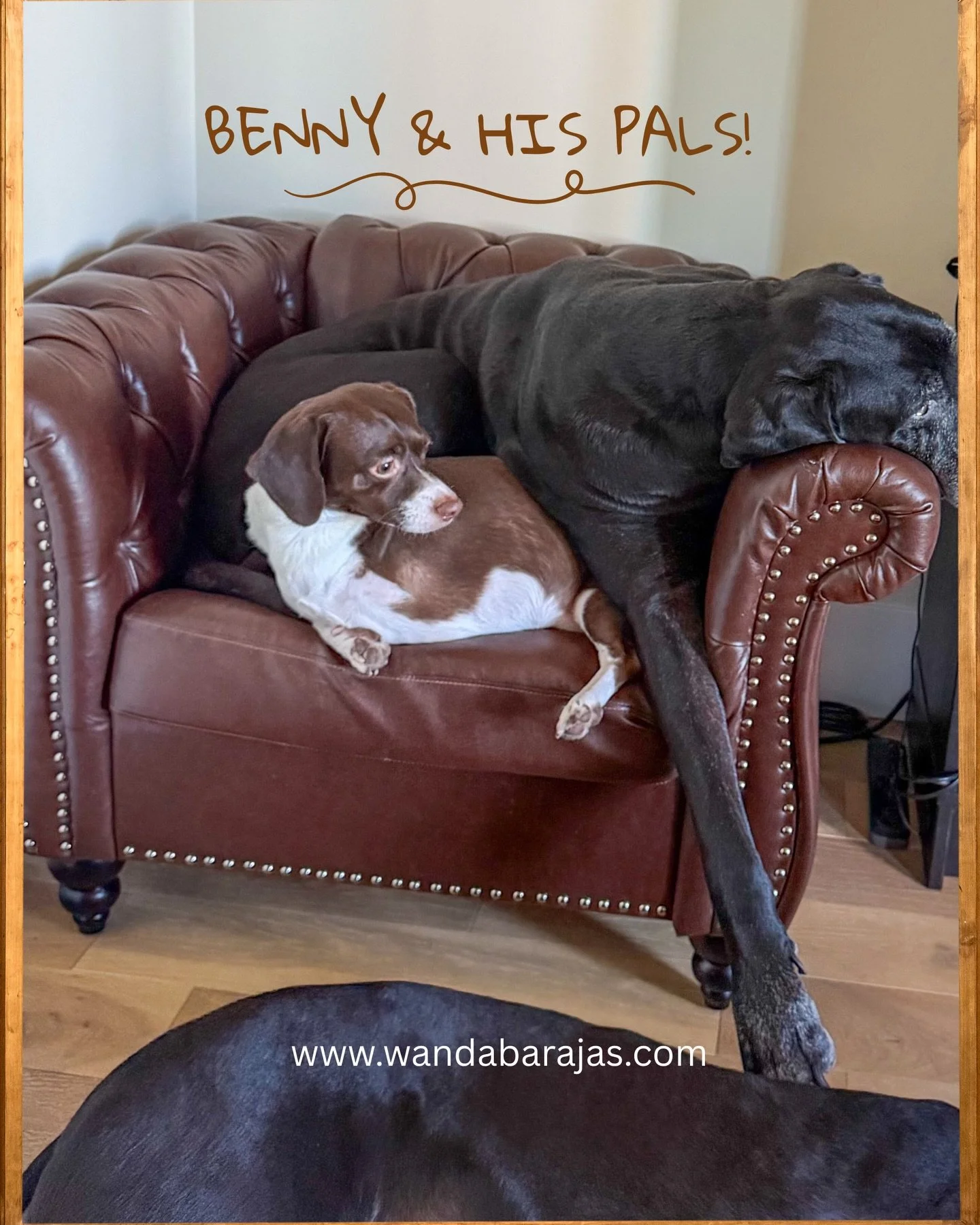 Love doesn&rsquo;t always look perfect. Sometimes it looks like sharing your space&hellip; your comfort&hellip; your heart, even when you don&rsquo;t quite fit. ☺️ 

Benny taught me that bravery isn&rsquo;t about being fearless. It&rsquo;s about lovi