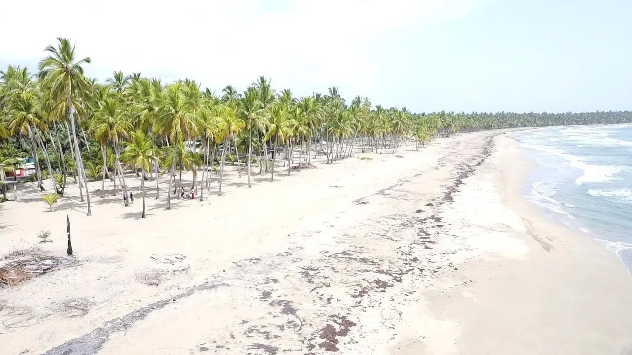 Playa con palmeras y olas del mar en un día soleado.