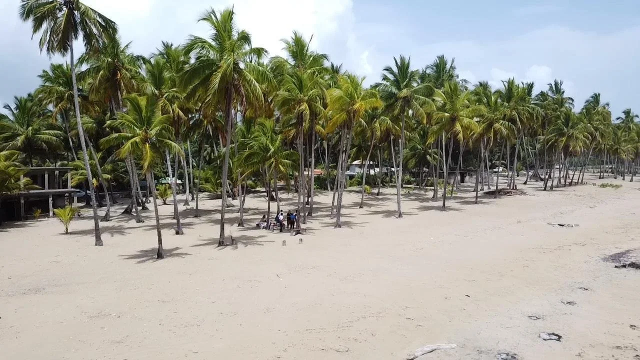 Playa con palmeras y grupo de personas en la arena.
